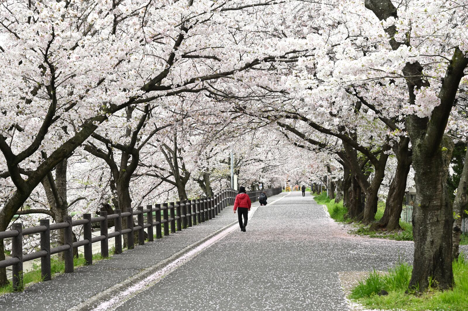 Nikon Nikkor Z 24-70mm F2.8 S sample photo. Cherry blossoms, walk, spring photography