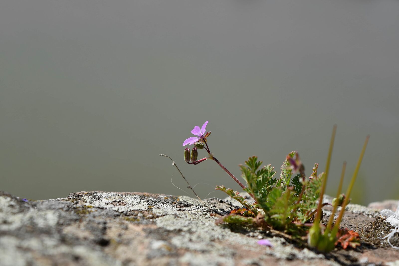 Nikon D5500 sample photo. Detail, nature, flower, summer photography