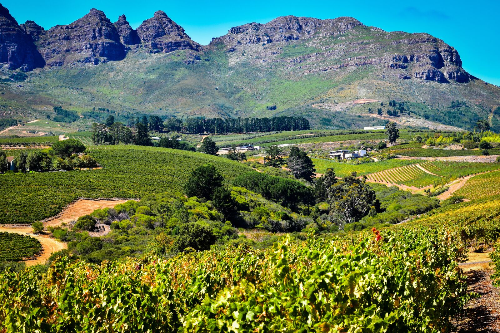Nikon D5500 sample photo. South africa, vineyard, landscape photography