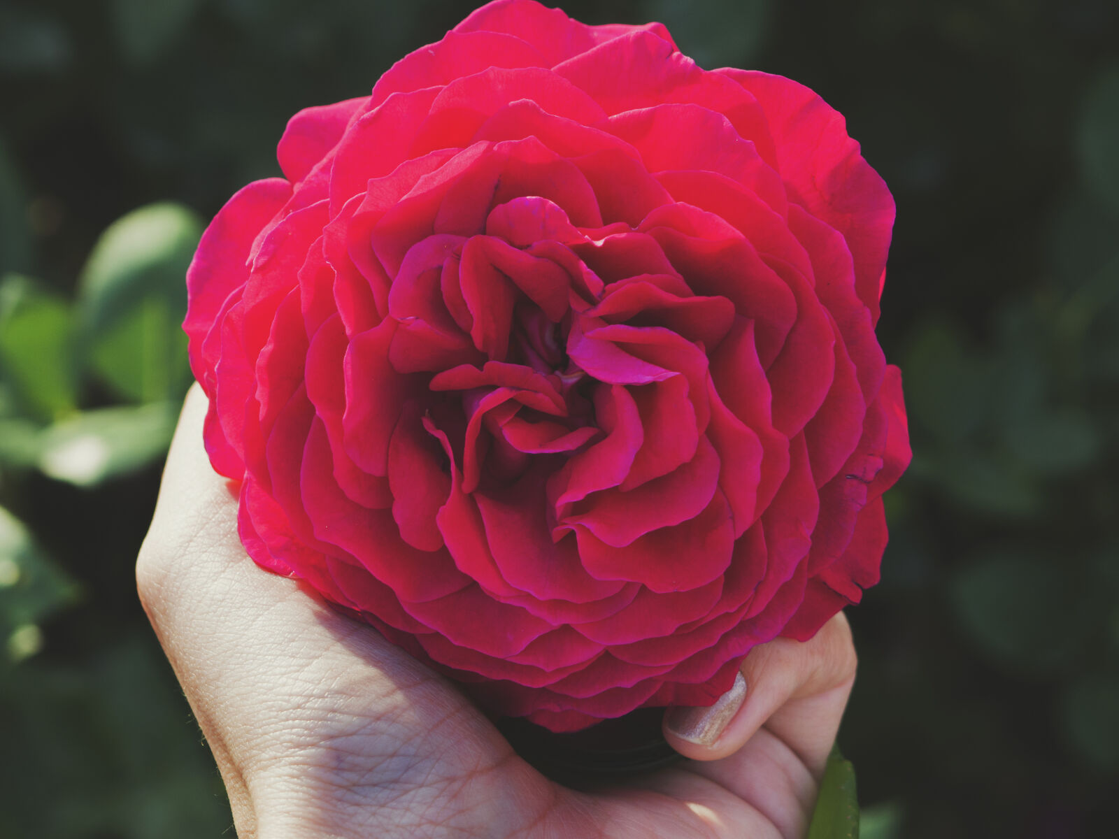 Olympus OM-D E-M10 II sample photo. Floral, flower, flowers, nature photography