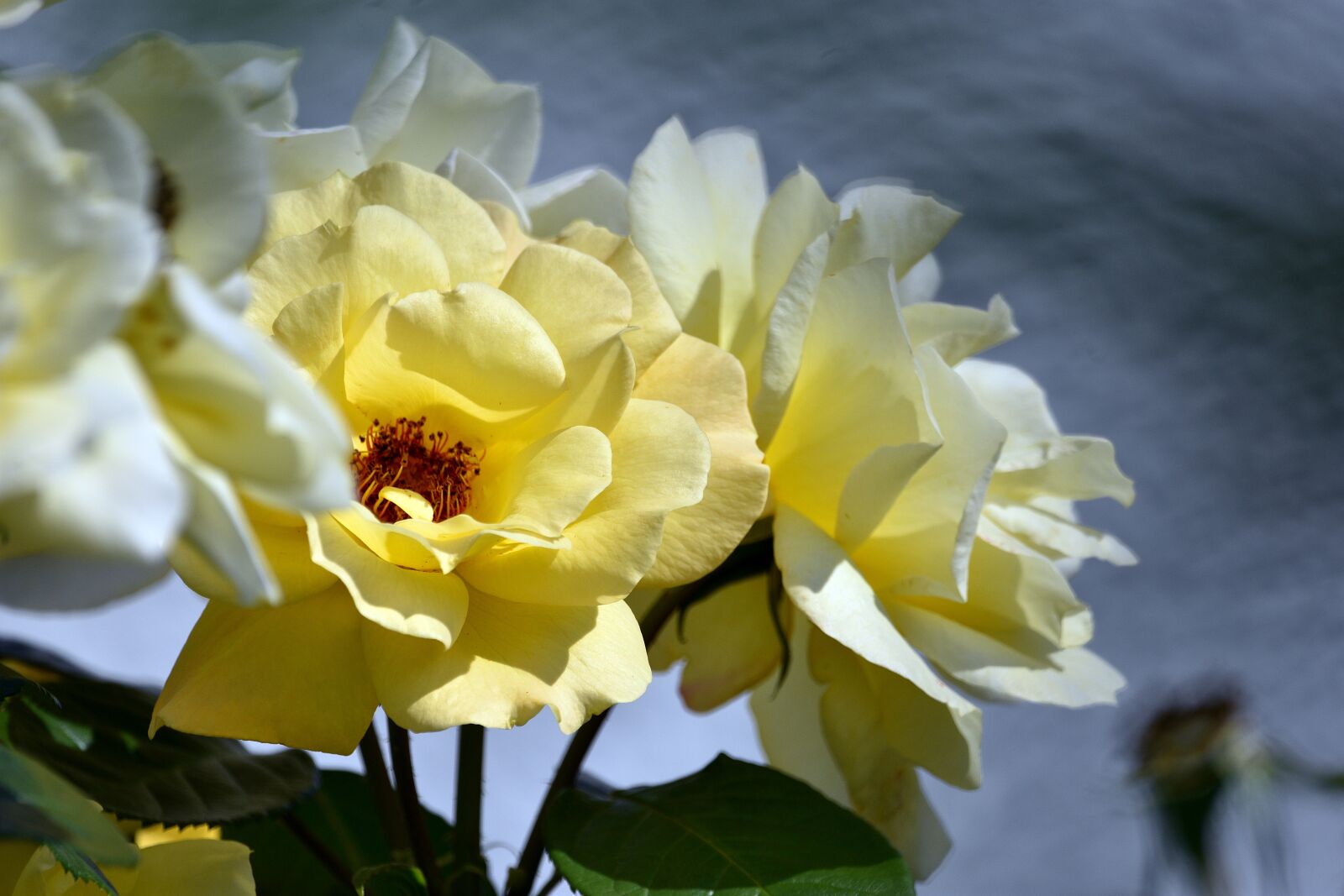 Nikon D3400 sample photo. Rose, flower, flowers photography