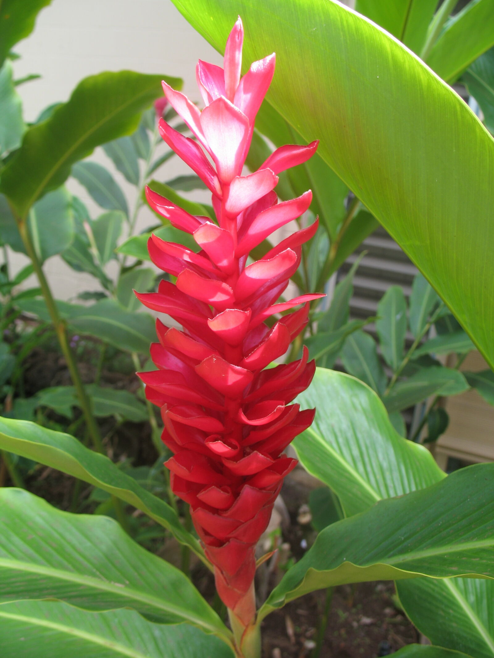 Canon POWERSHOT A620 sample photo. Flower, maui, tropical photography