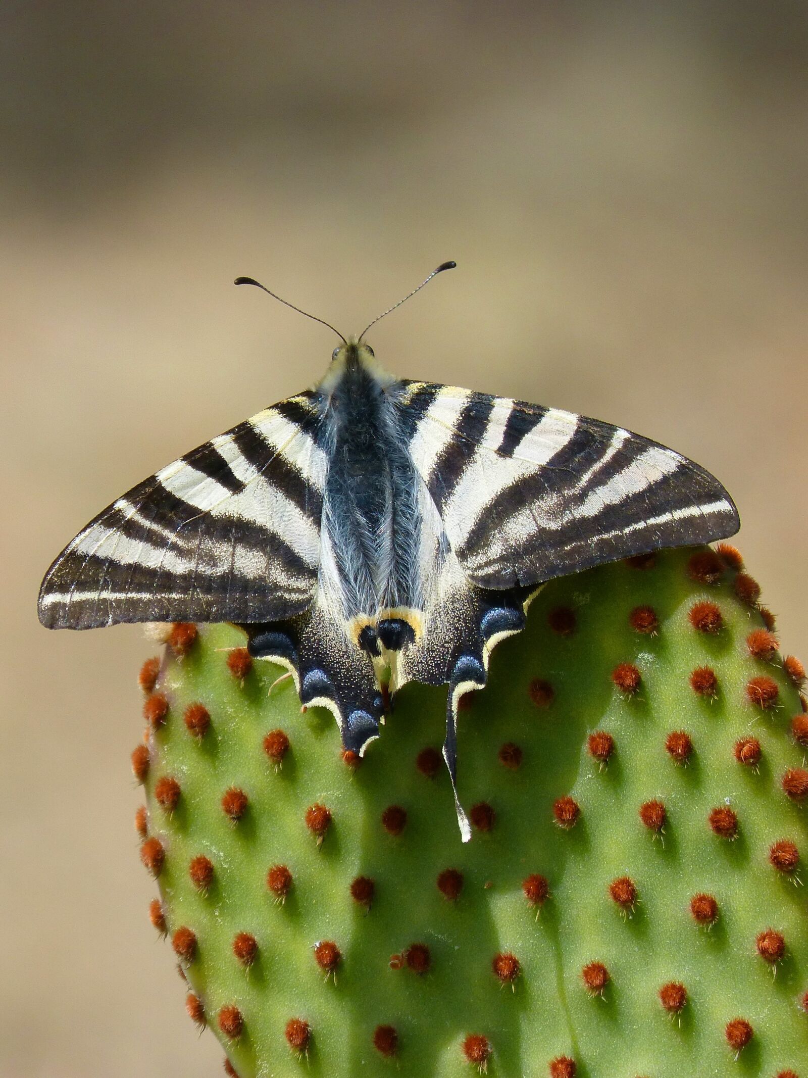 Panasonic DMC-FZ62 sample photo. Machaon, cactus, butterfly queen photography
