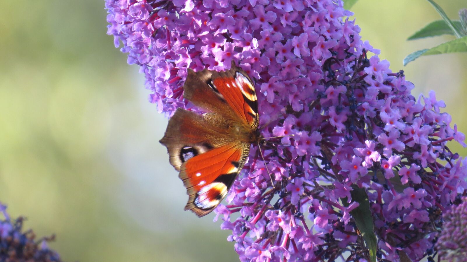 Canon PowerShot SX50 HS sample photo. Butterflies, garden, butterfly photography