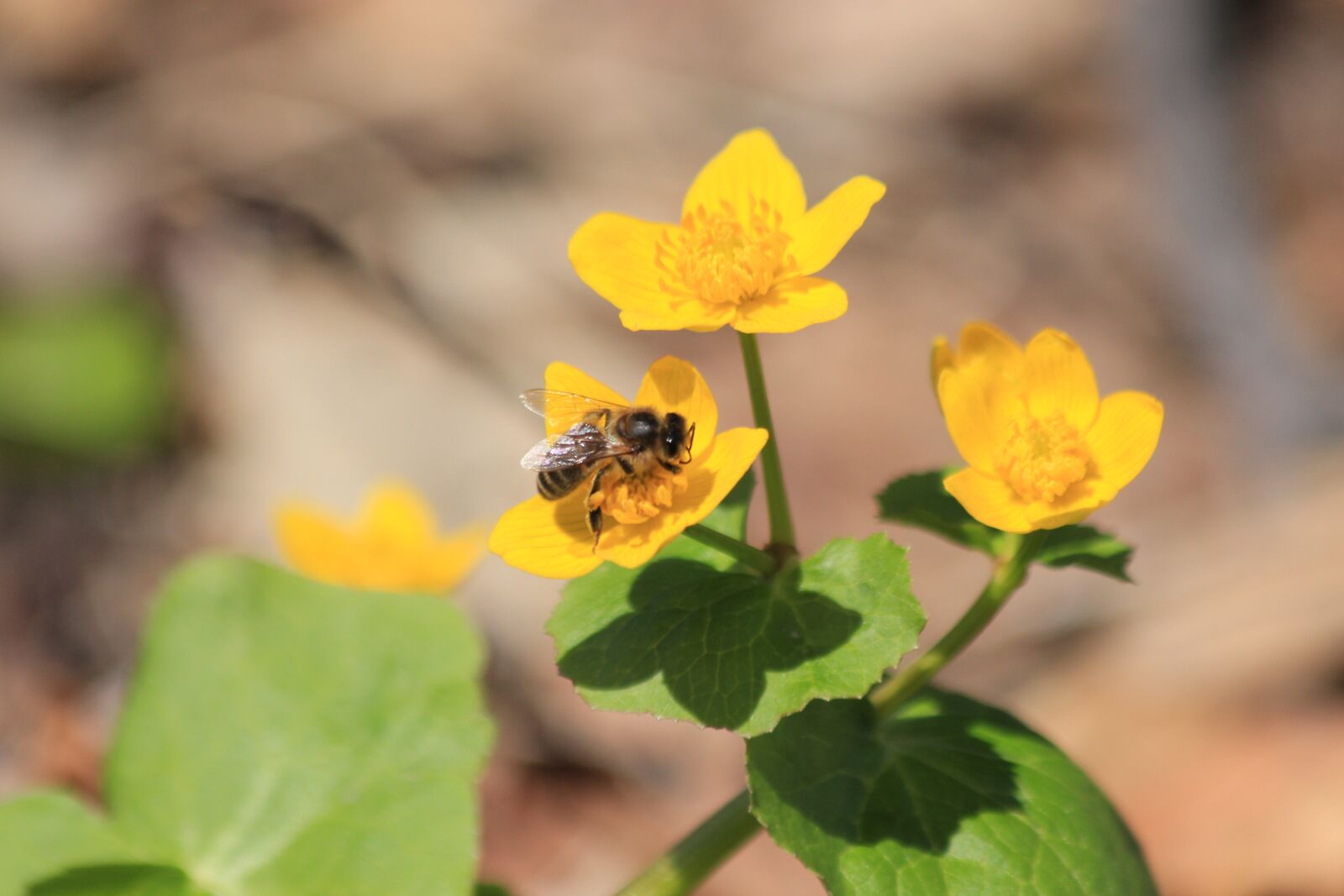 Canon EOS 650D (EOS Rebel T4i / EOS Kiss X6i) sample photo. Marigold, caltha, grass photography