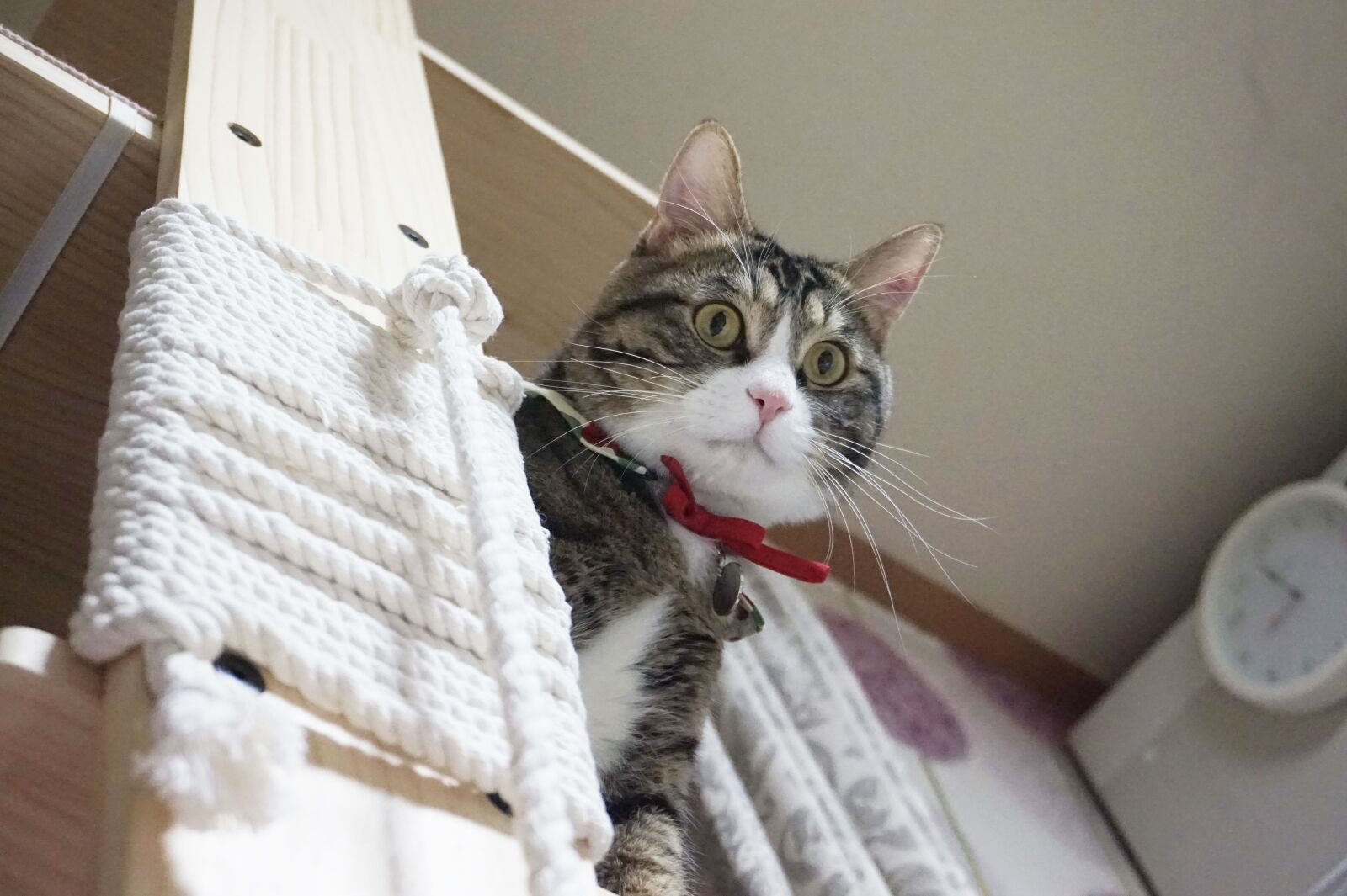Sony Alpha a5000 (ILCE 5000) sample photo. Cat, the code in photography