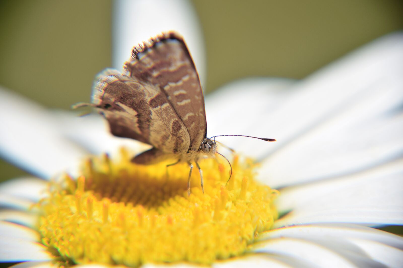 Nikon D3300 sample photo. Butterfly, macro, small butterfly photography