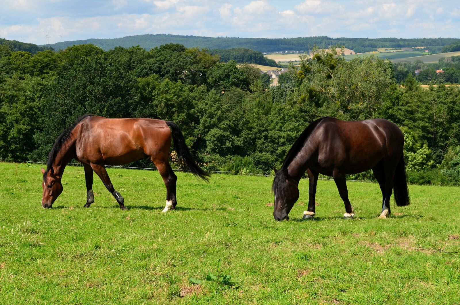Nikon D5100 sample photo. Horses, horse meadow, wild photography