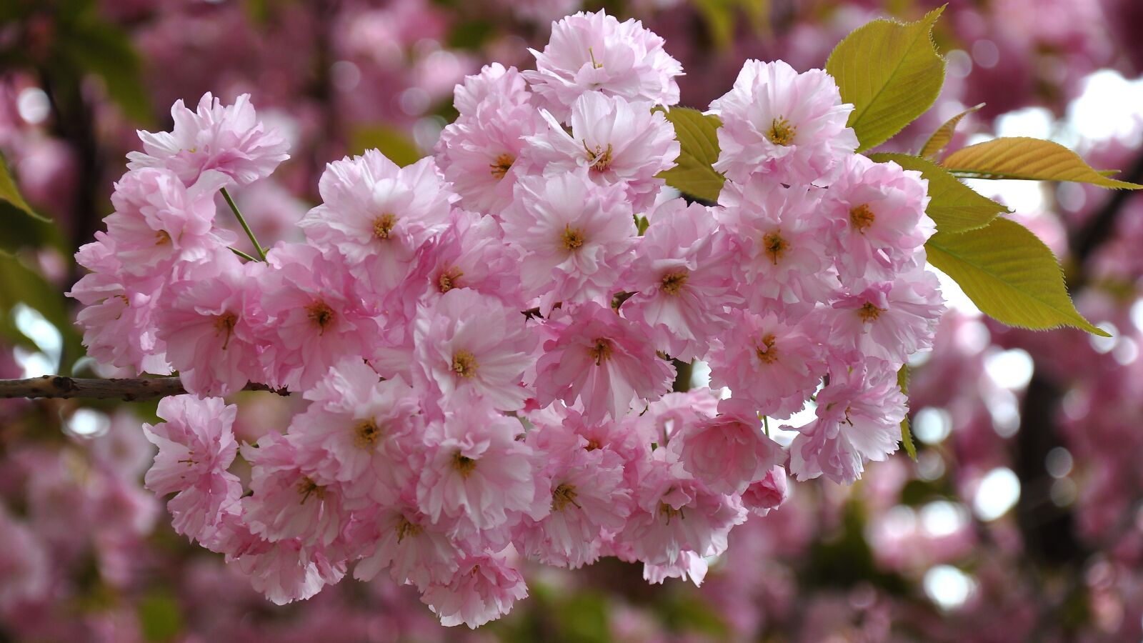 Nikon D90 sample photo. Japan cherry, spring, flowering photography