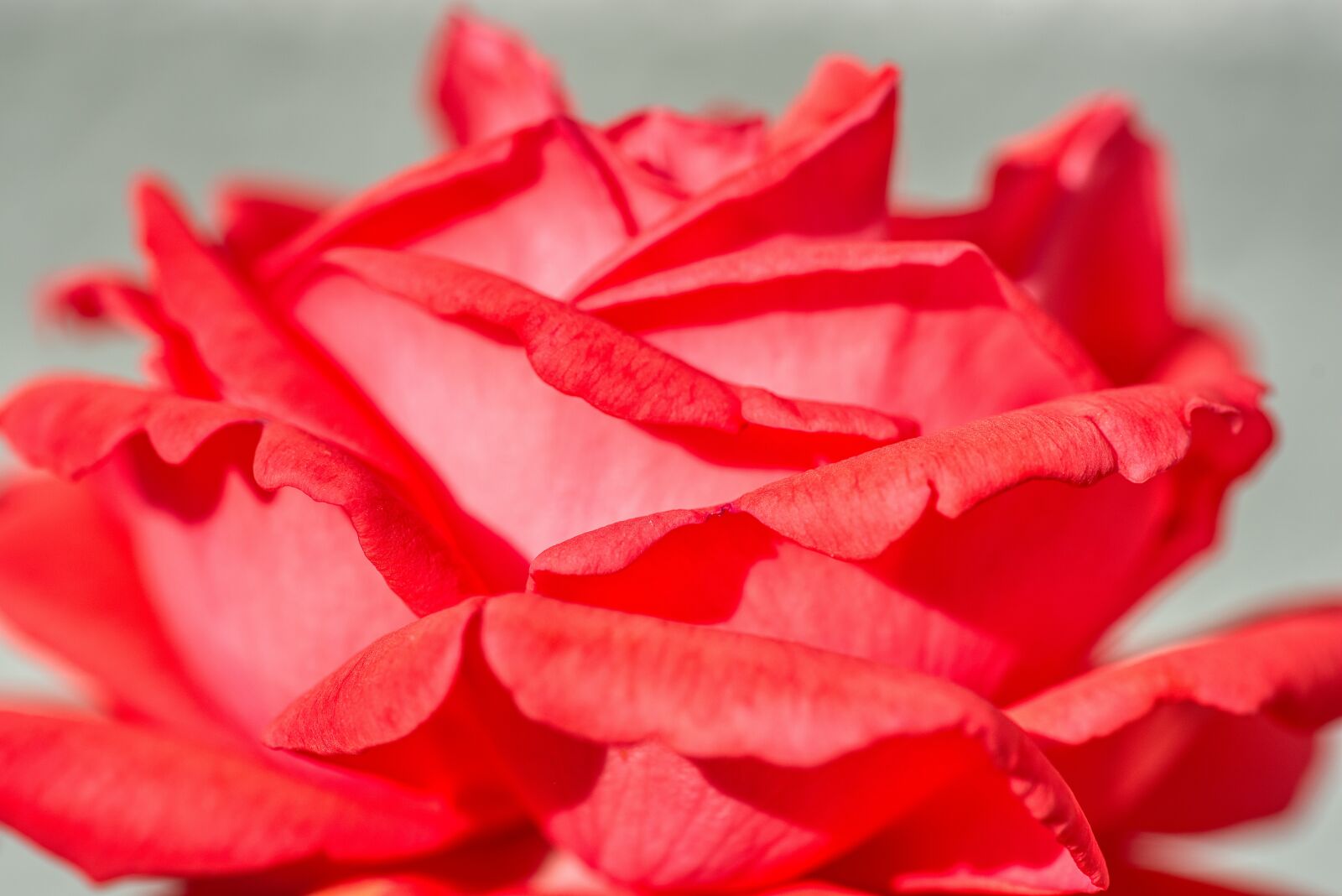 Nikon D750 sample photo. Rose, red, blossom photography