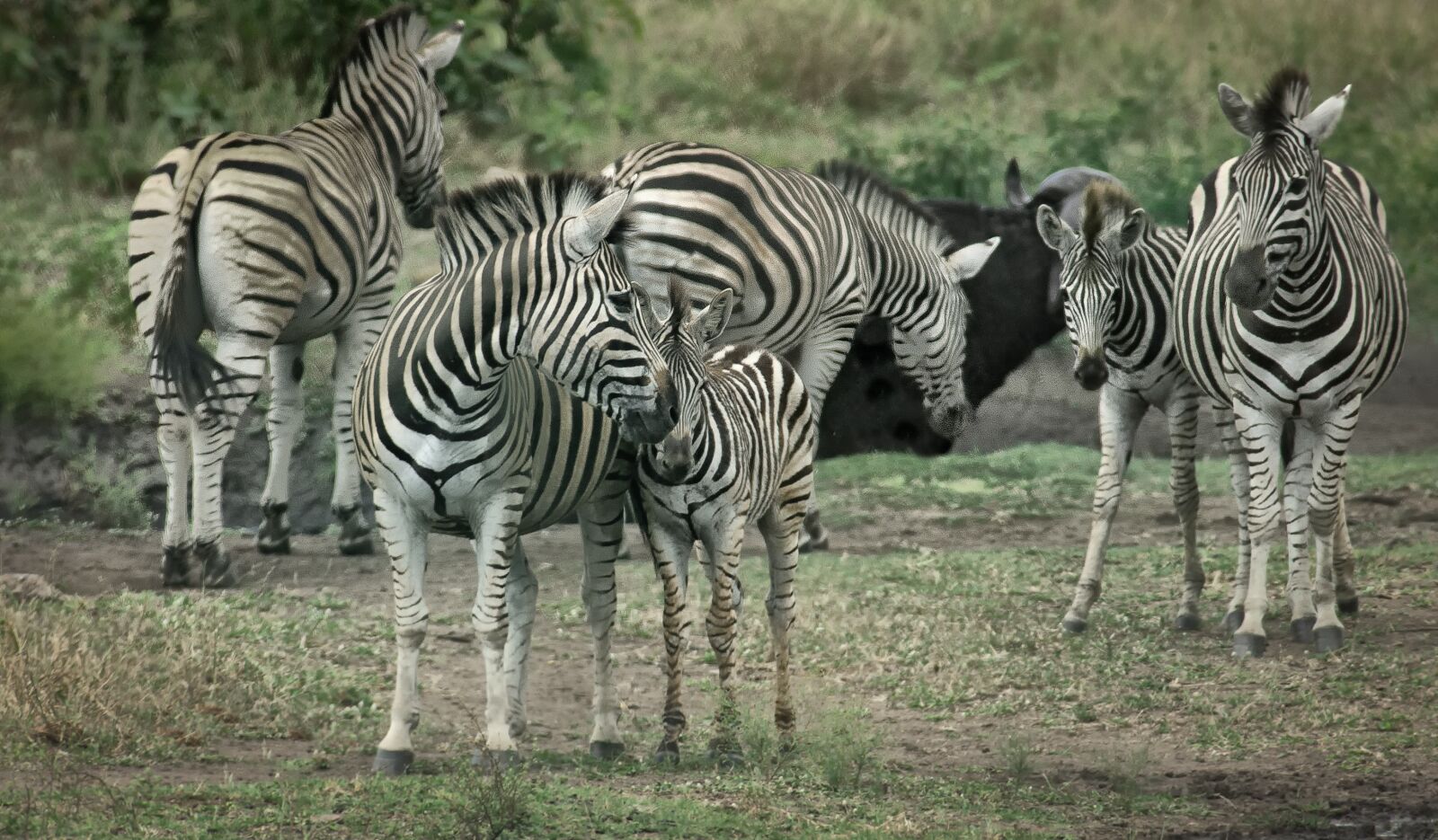 Nikon D90 sample photo. Zebras, wildlife, africa photography