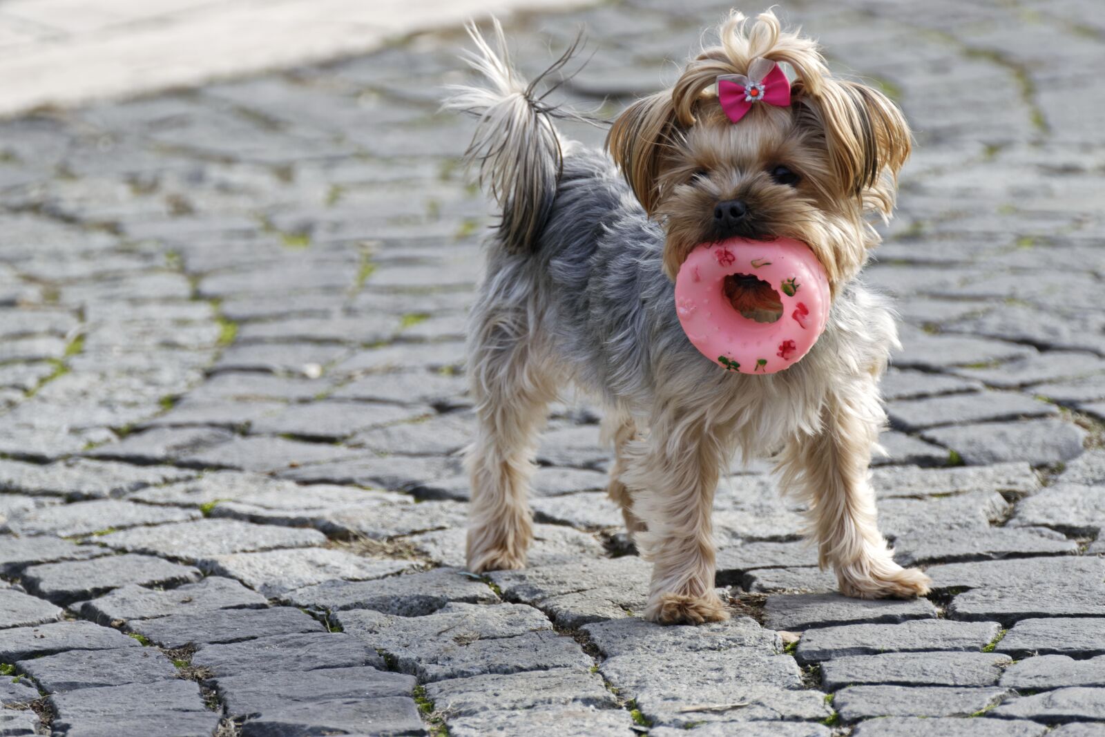 Nikon D5300 sample photo. Dog, canine, adorable photography