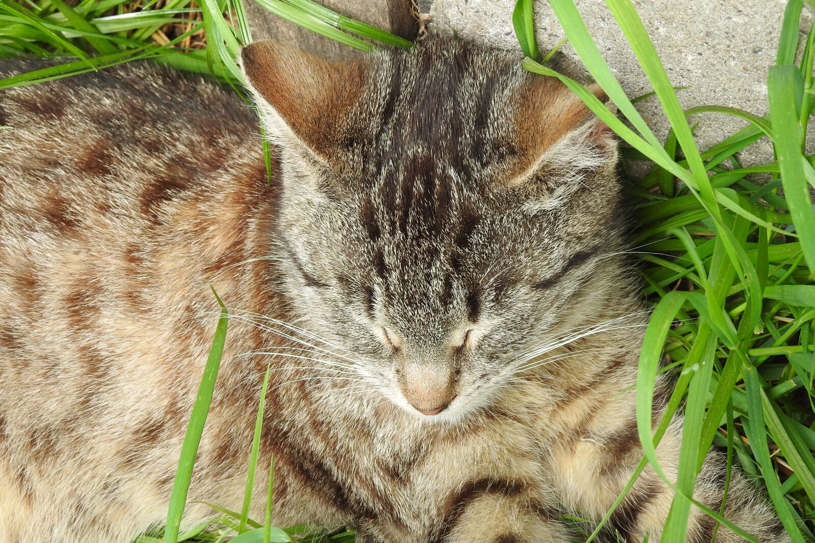 Nikon Coolpix P900 sample photo. Nature, animals, charming photography