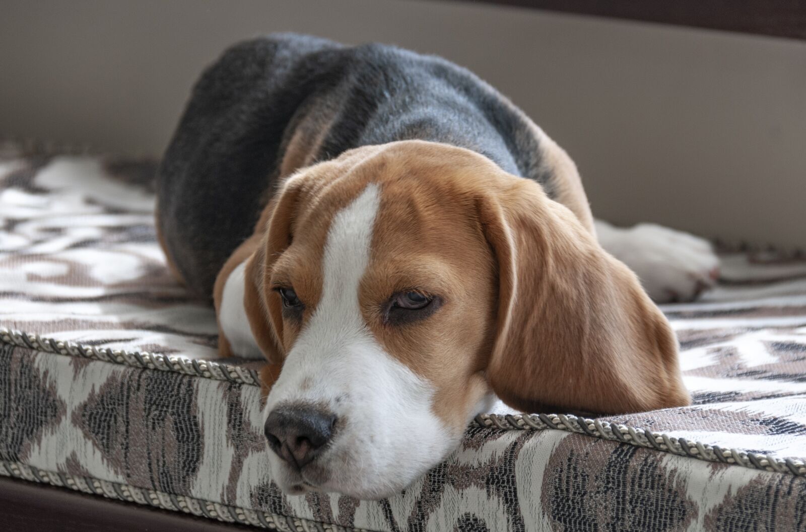 Nikon D300S sample photo. Beagle, dog, pet photography