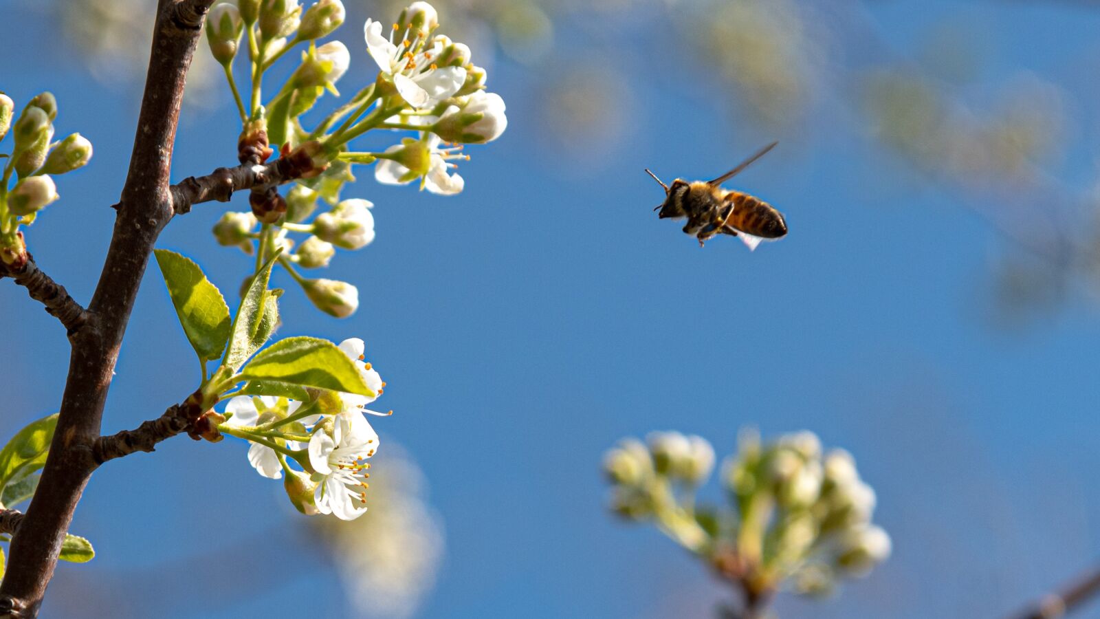 Nikon D750 sample photo. Spring, bee, nature photography