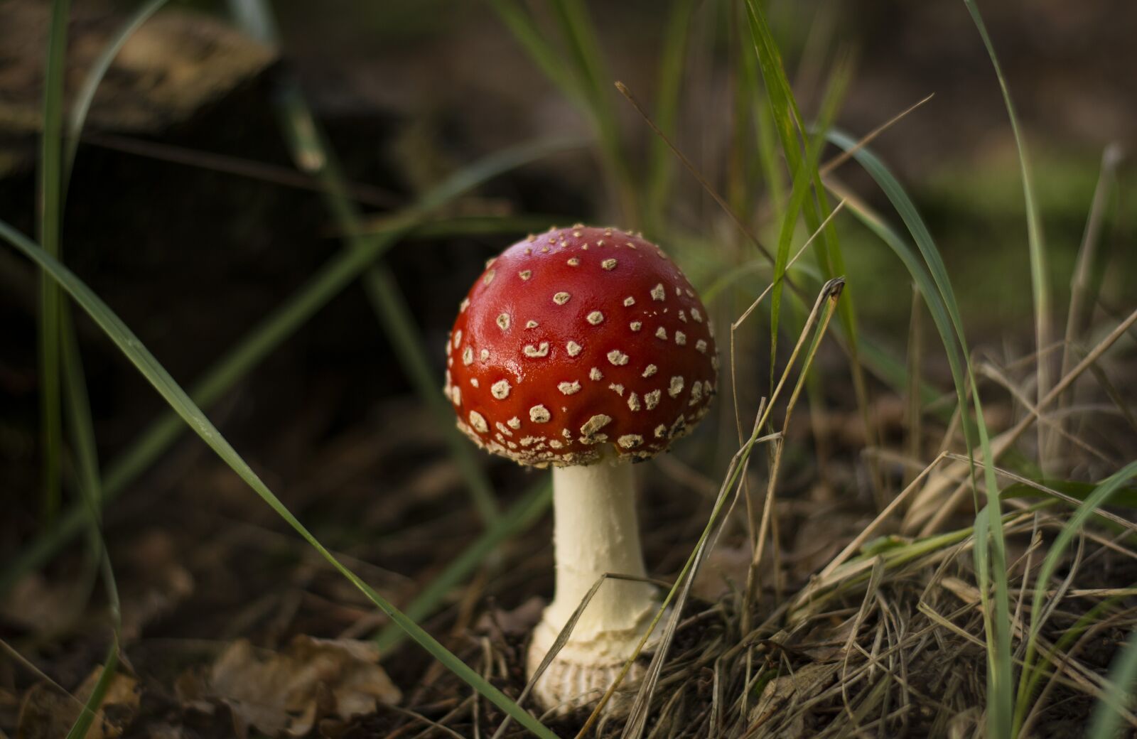 Nikon D7100 sample photo. Amanita, mushroom, forest photography