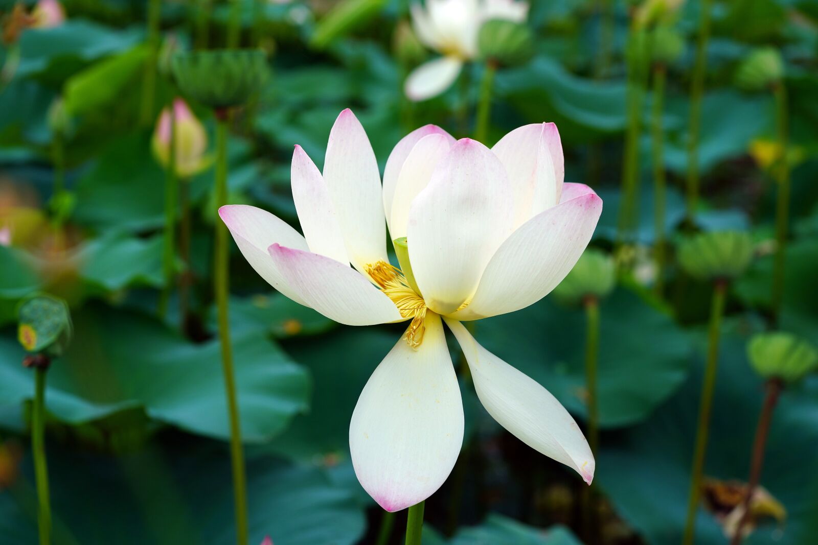 Sony a7R III + Sony FE 90mm F2.8 Macro G OSS sample photo. White flower, lotus flower photography
