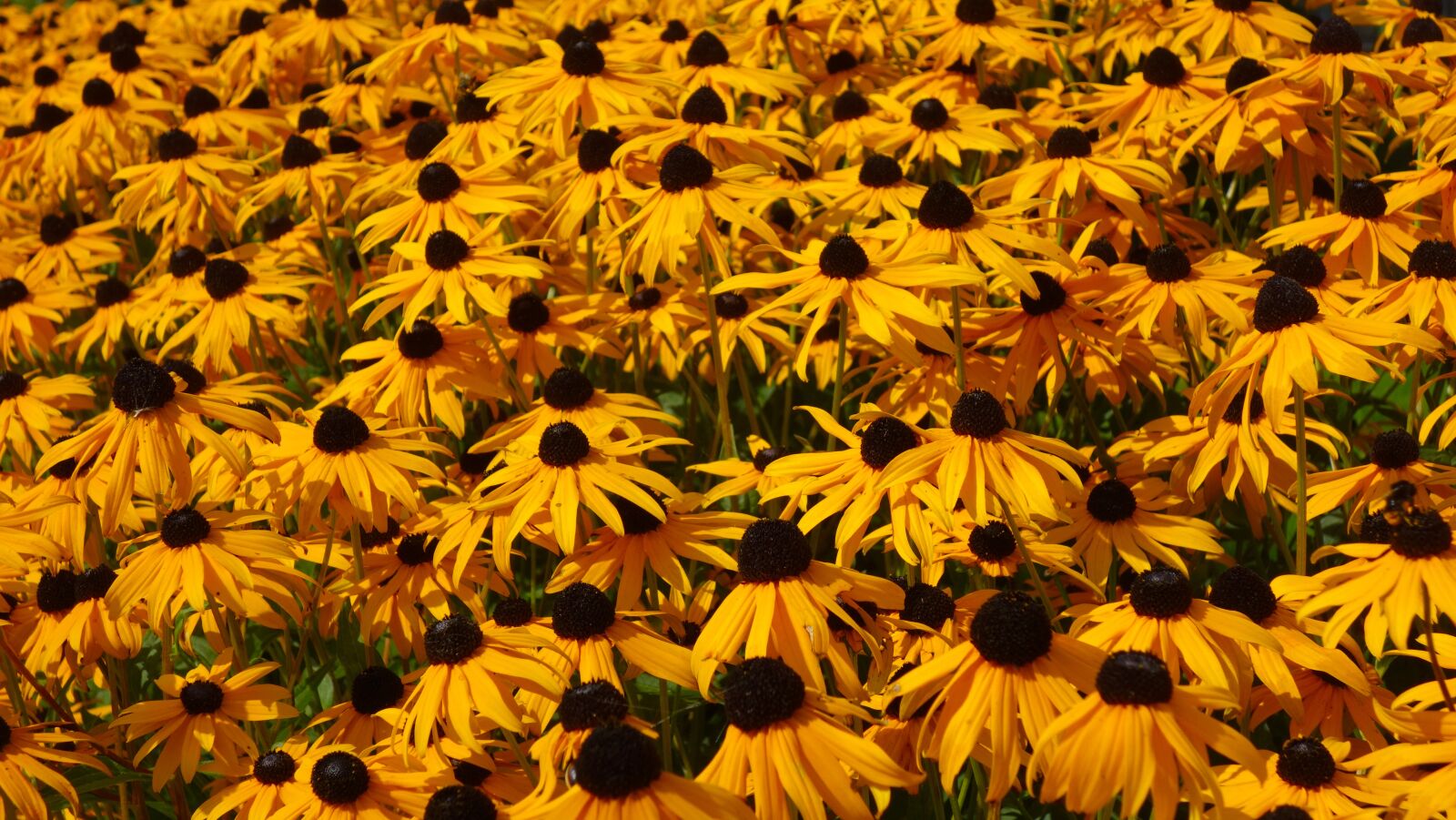 Sony Cyber-shot DSC-RX100 sample photo. Flowers, yellow flowers, rudbeckia photography