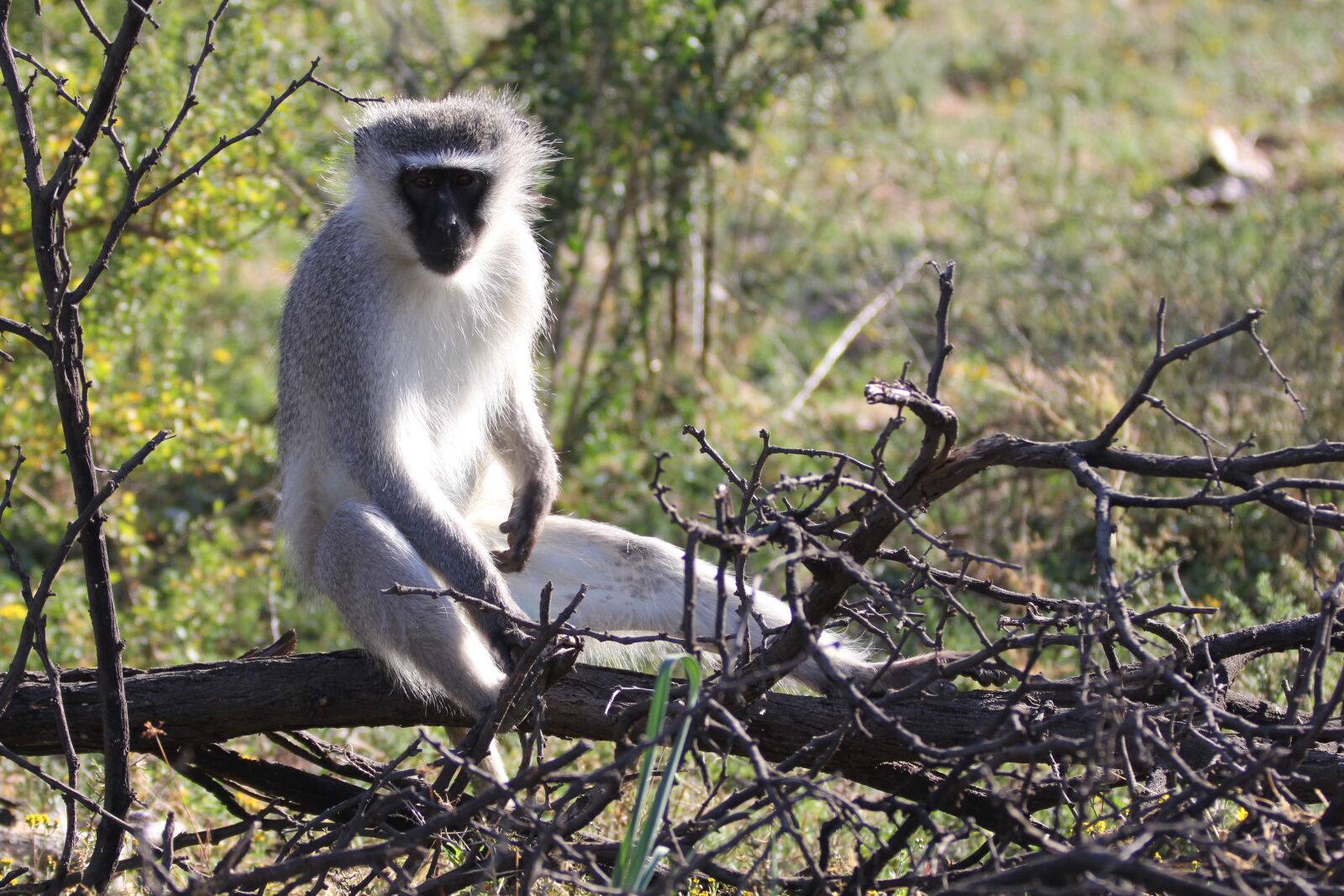 Canon EF 70-200mm F2.8L IS II USM sample photo. Blue, monkey, wildlife photography