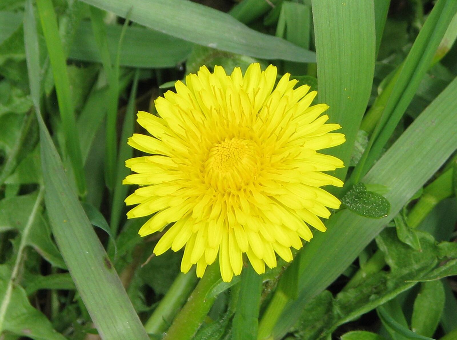 Одуванчик лекарственный. Одуванчик Taraxacum officinale. Одуванчик лекарственный (Taráxacum officinále). Тараксакум. Одуванчик лекарственный, аптечный (Taraxacum officinale Wigg).