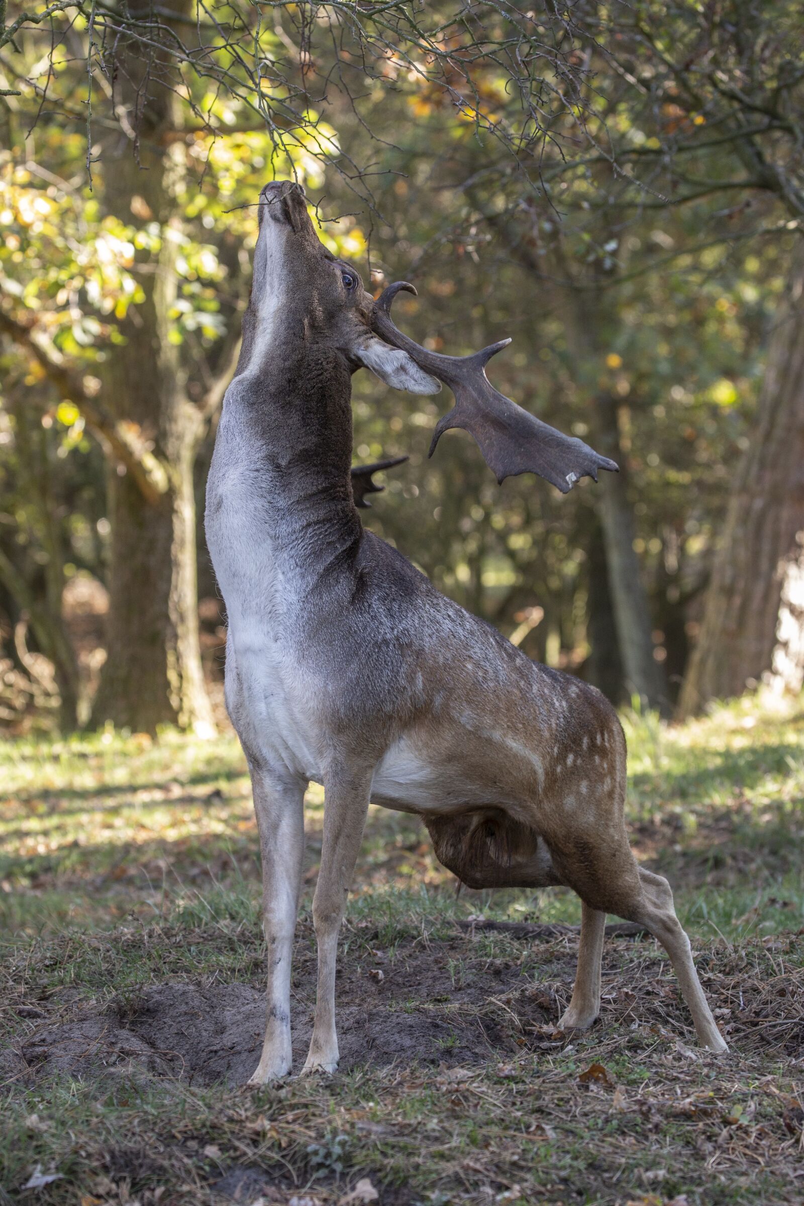 Canon EOS 5D Mark III sample photo. Fallow deer, dunes, nature photography