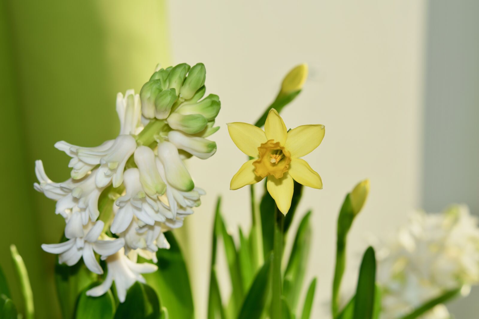 Nikon D5600 sample photo. Flower, flowers, hyacinth photography