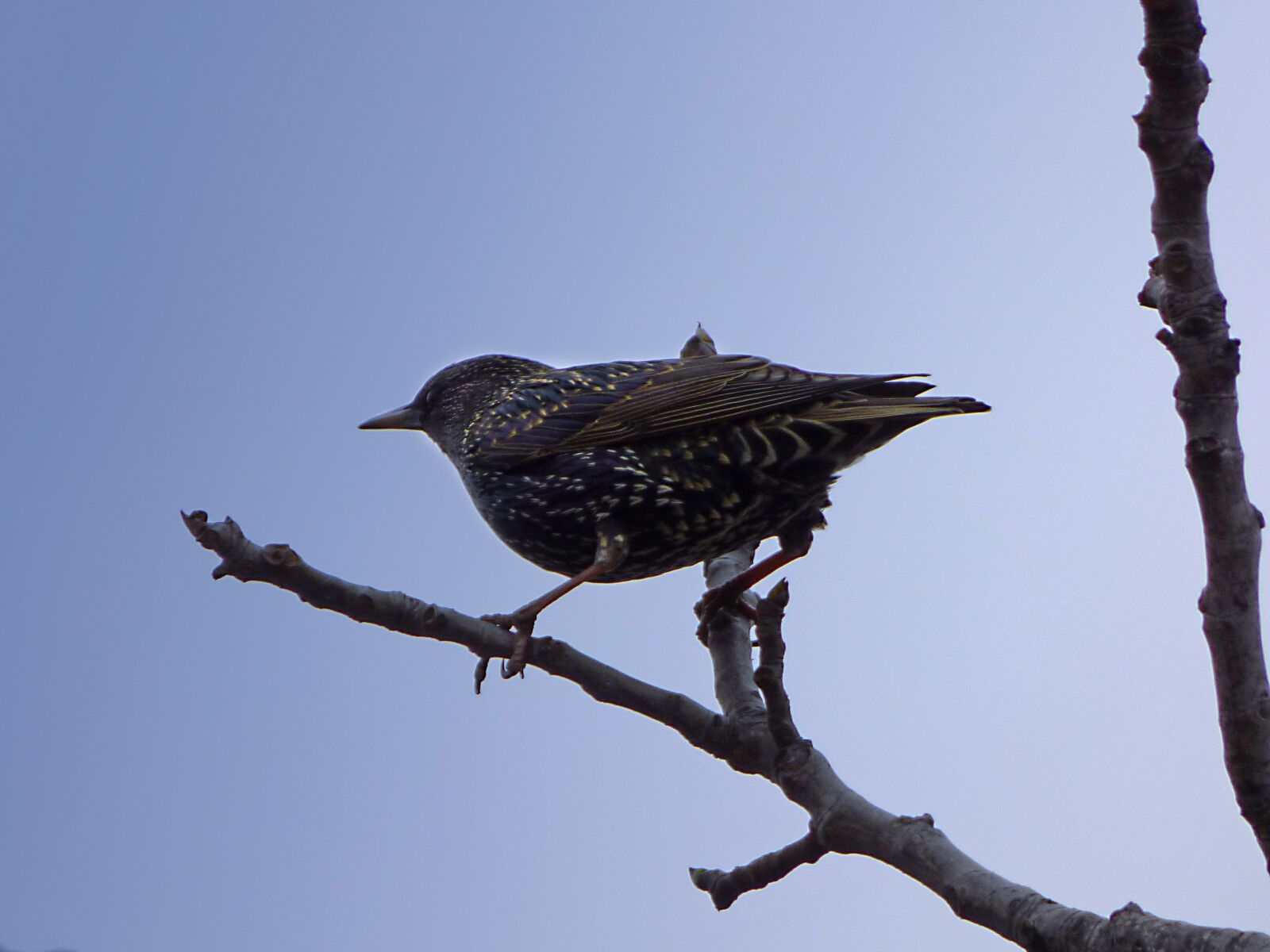 Panasonic Lumix DMC-FZ70 sample photo. Starling, branch, lookout photography