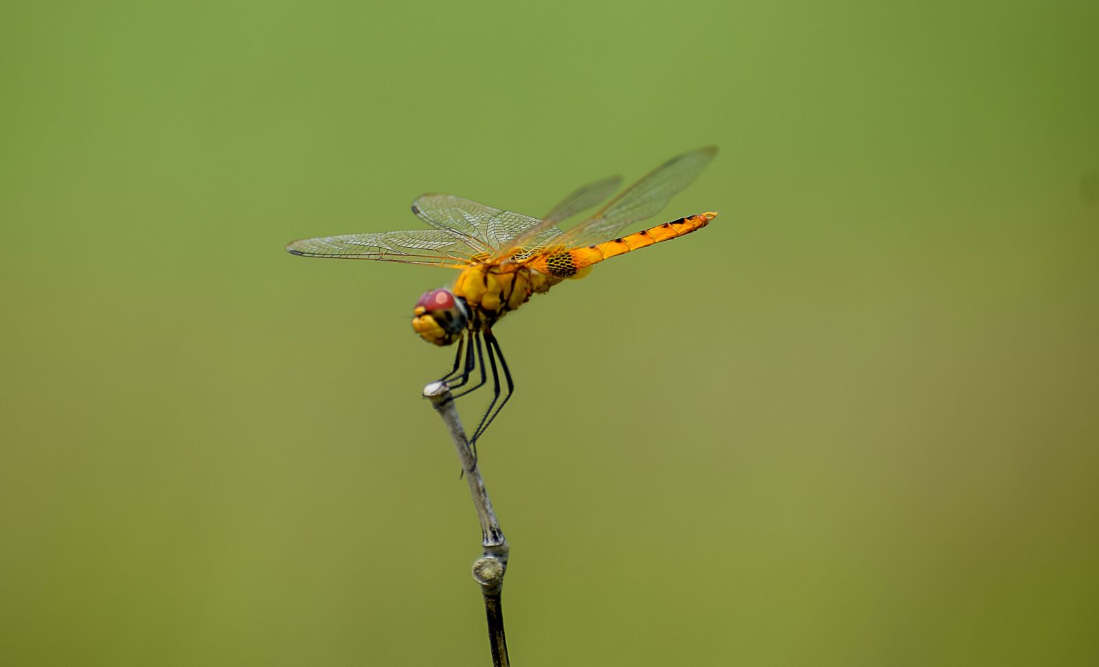 Nikon D5300 sample photo. Wild, garden, bug photography
