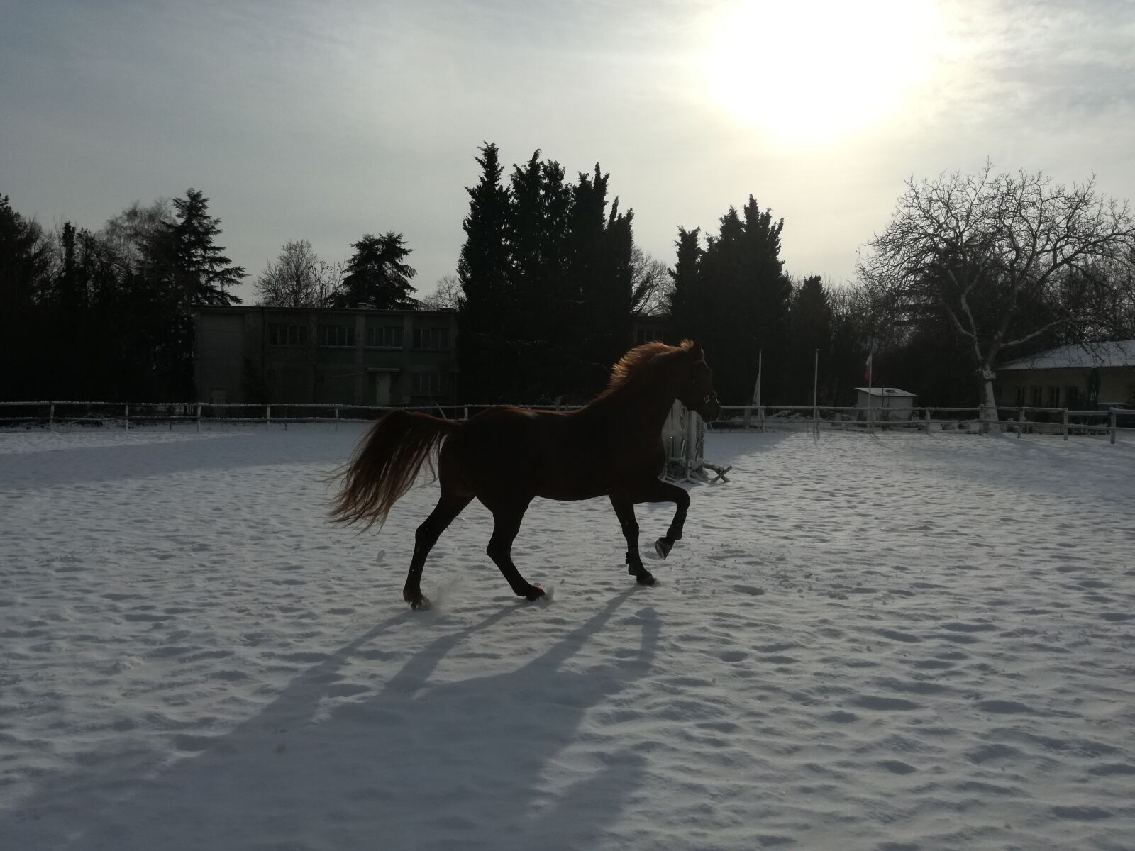 HUAWEI P9 LITE sample photo. Filter, gallop, horse, no photography