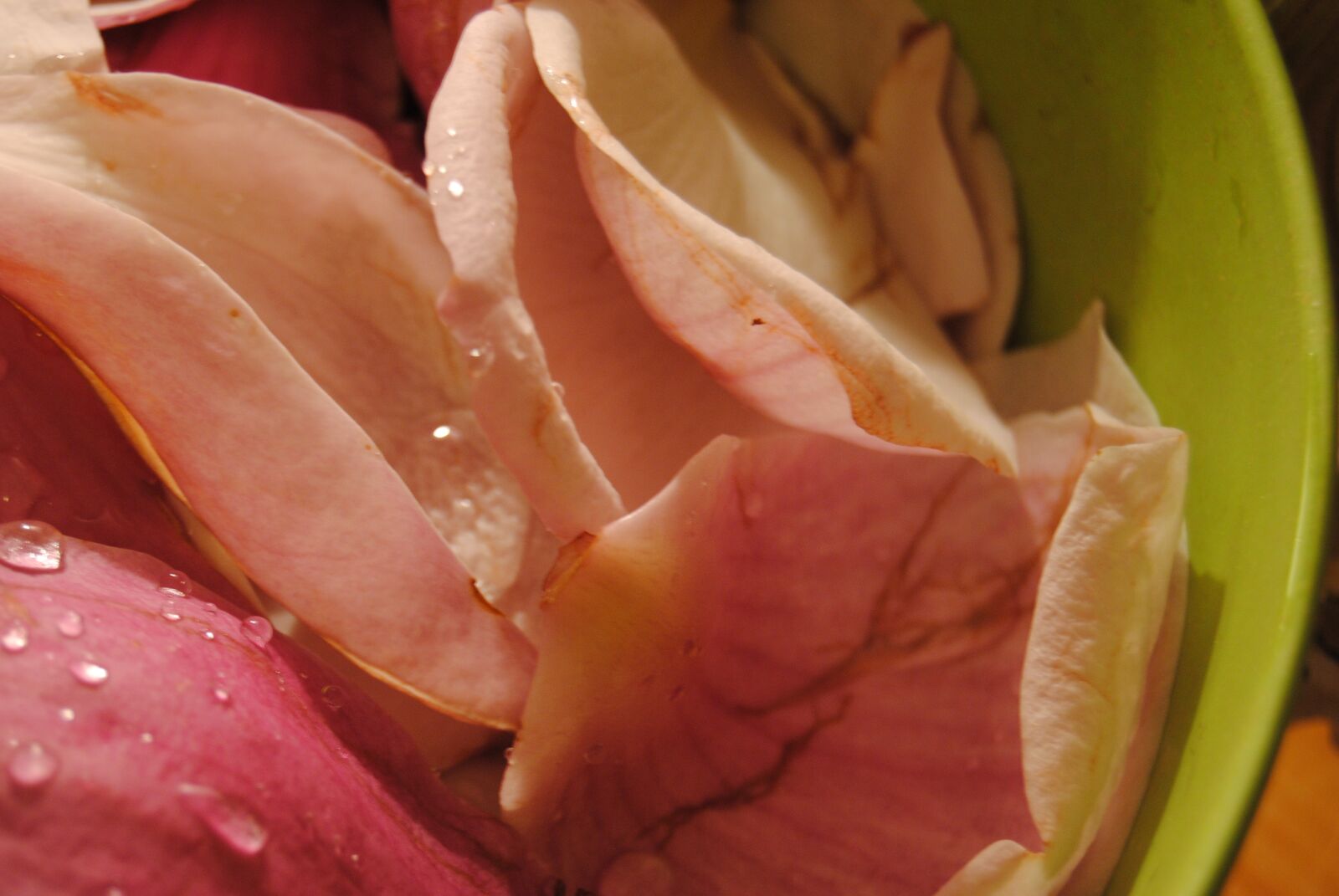 Nikon D3000 sample photo. Flower, no one, eating photography