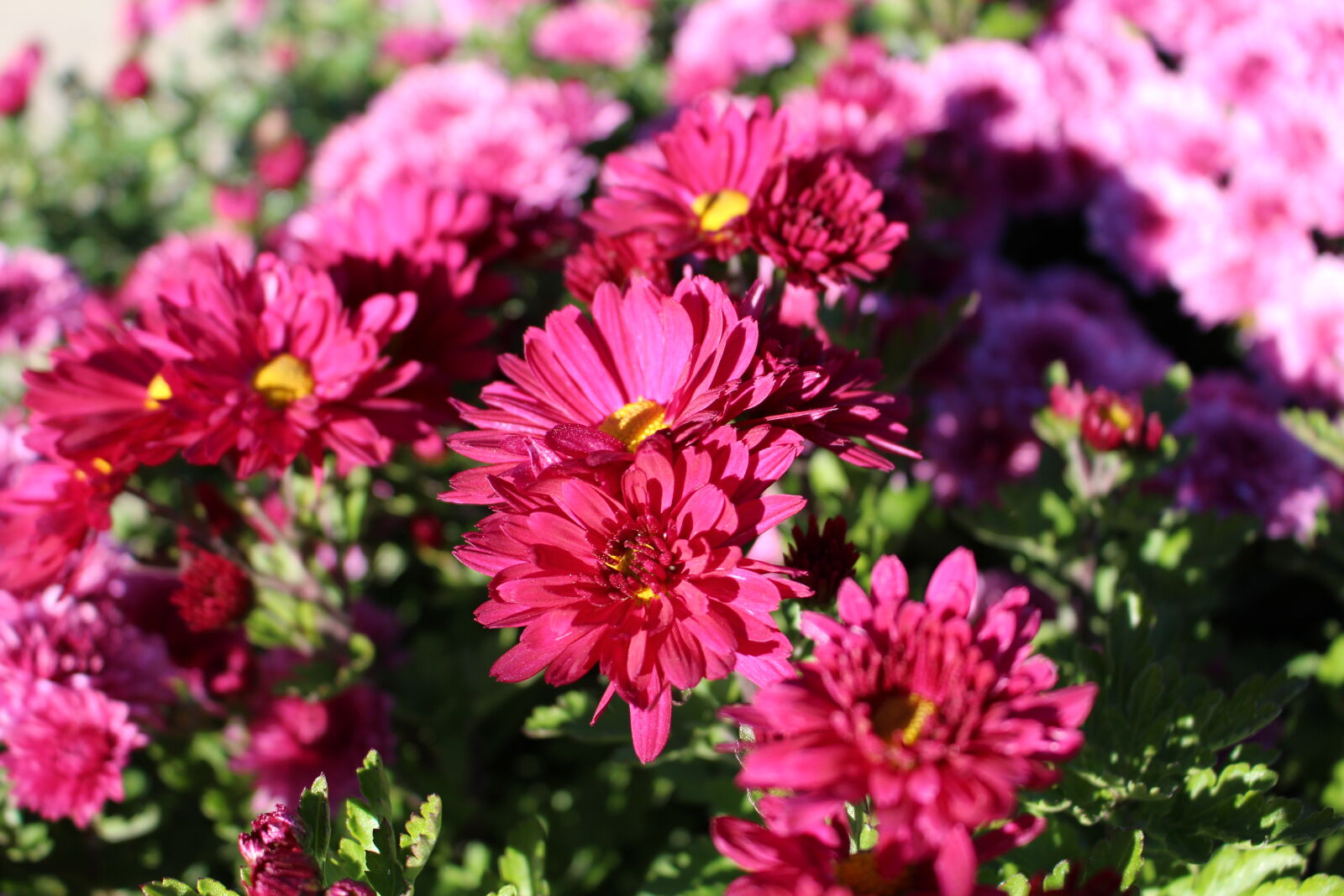 Canon EOS 700D (EOS Rebel T5i / EOS Kiss X7i) sample photo. Flowers photography