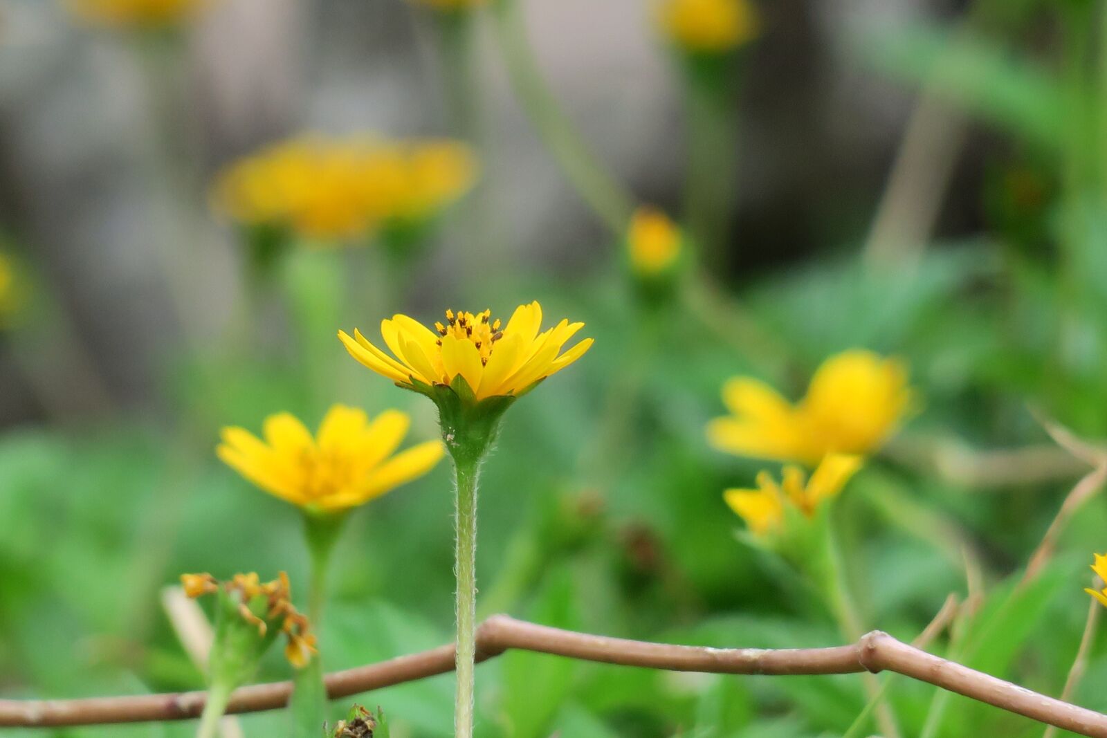 Canon PowerShot G3 X sample photo. Wedelia, nature, flower photography