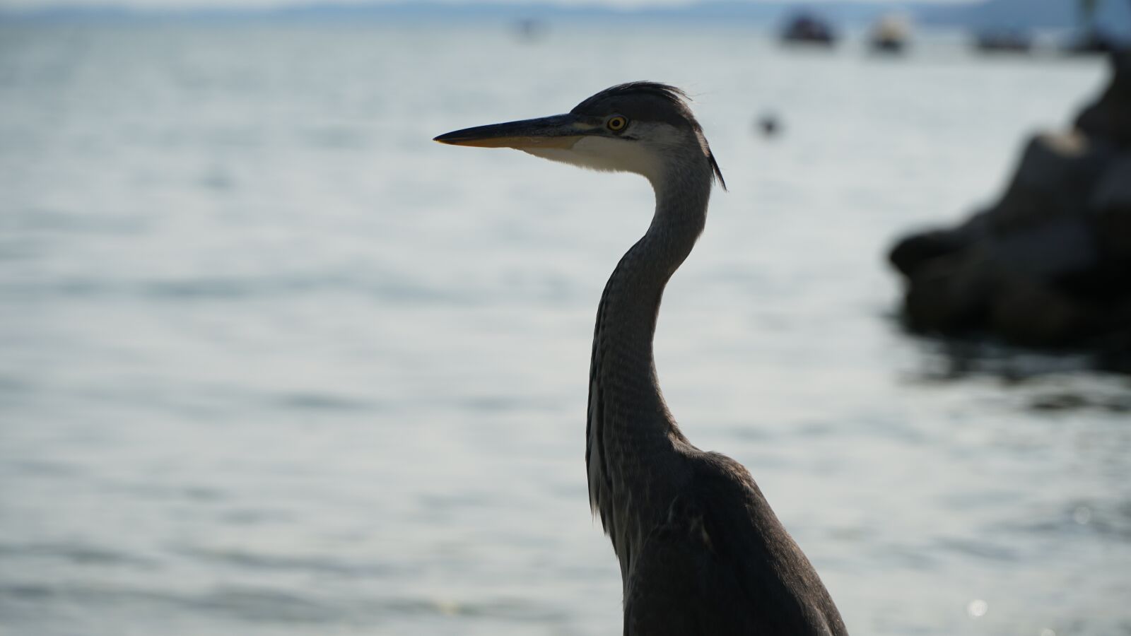 Sony E PZ 18-105mm F4 G OSS sample photo. Grey heron, bird, heron photography