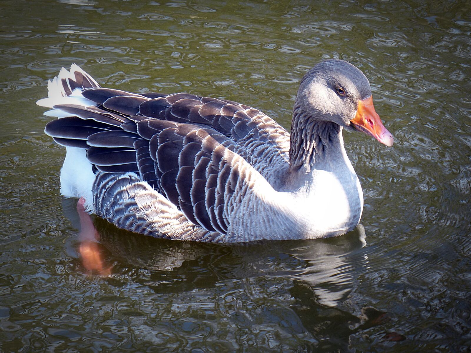 Panasonic Lumix DMC-FZ200 sample photo. Goose, toulouse goose, bird photography