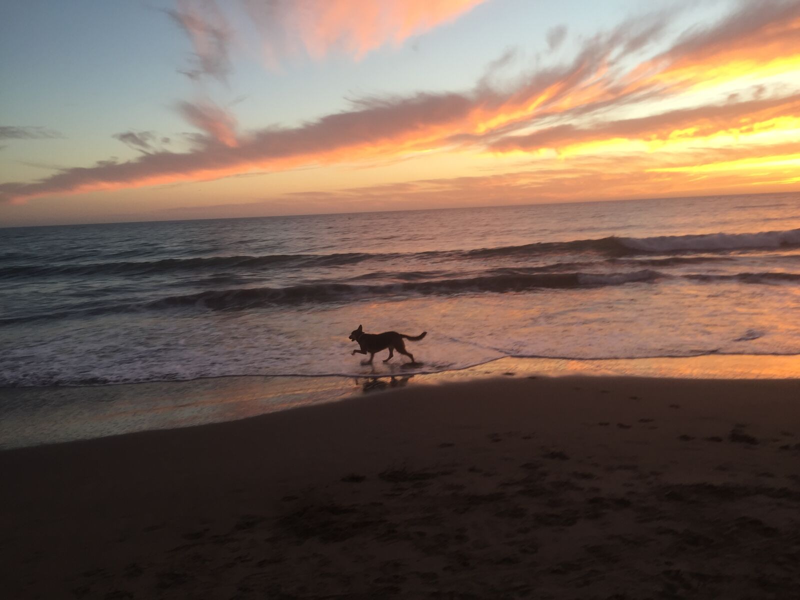 Apple iPhone 6 sample photo. Dog, on, beach photography