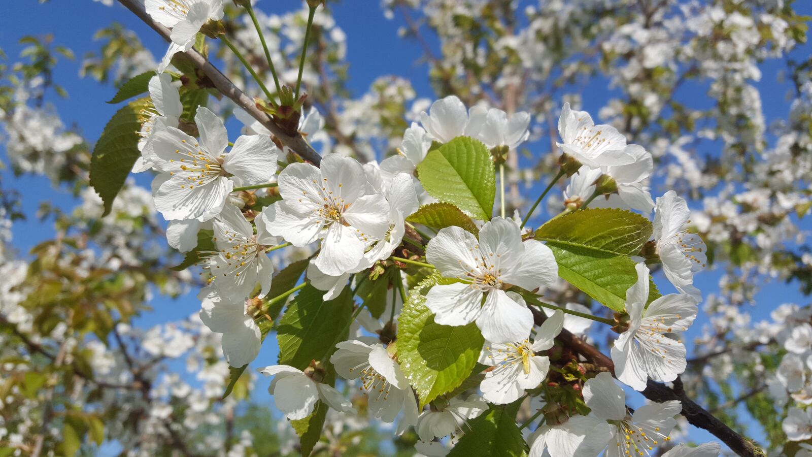Samsung Galaxy S6 sample photo. Blossom, white, white blossom photography