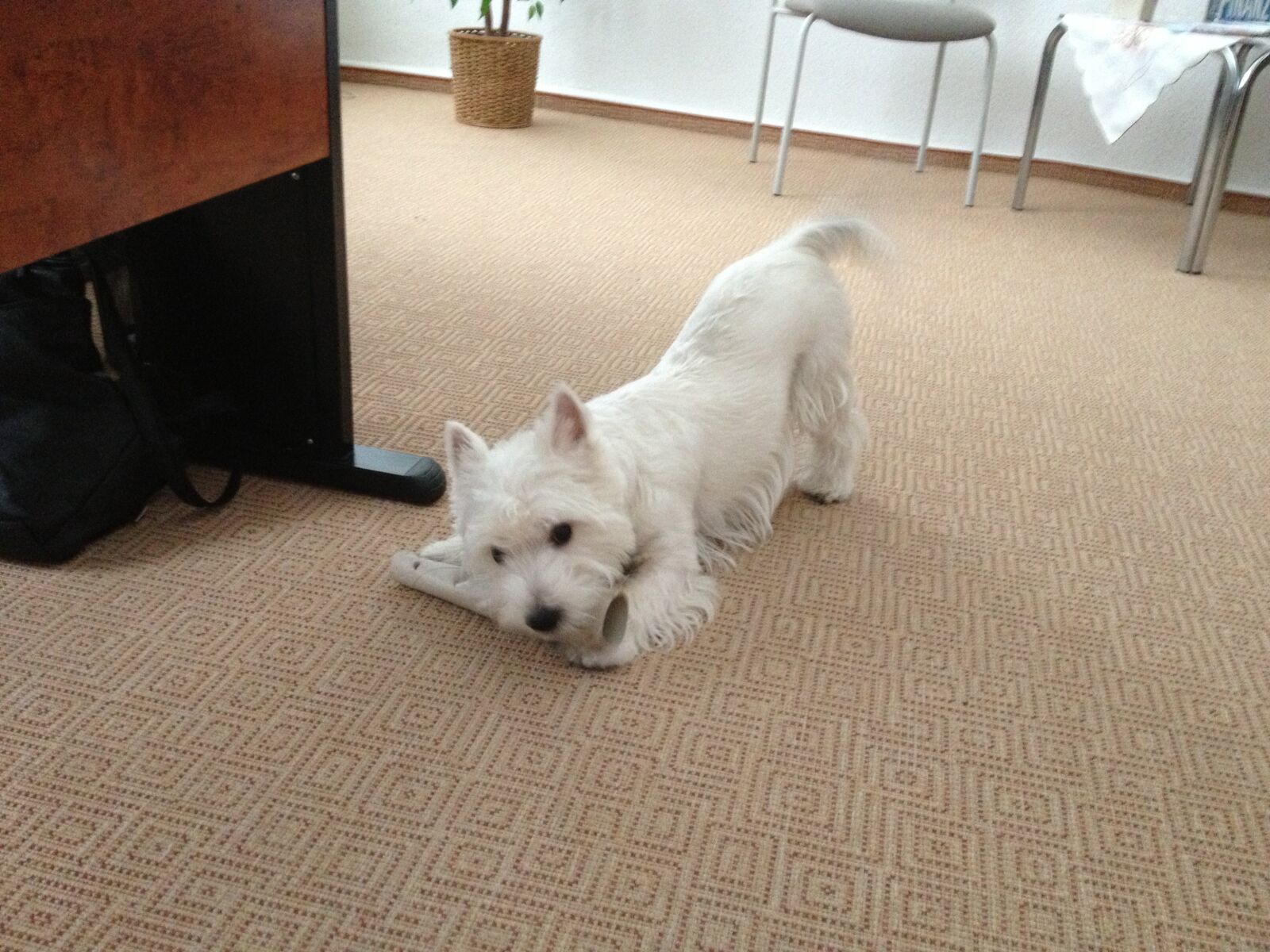 Apple iPhone 4S sample photo. West highland white terrier photography