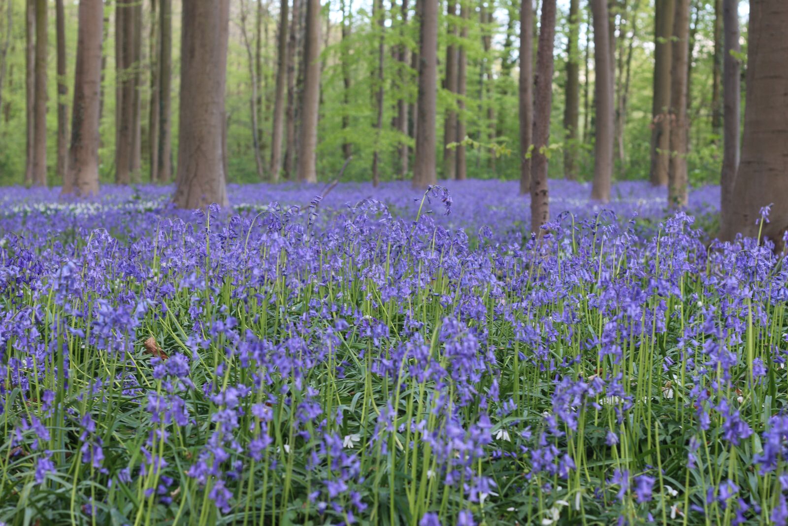 Canon EOS 70D + Canon EF 50mm F1.8 II sample photo. Halle, forest, spring photography