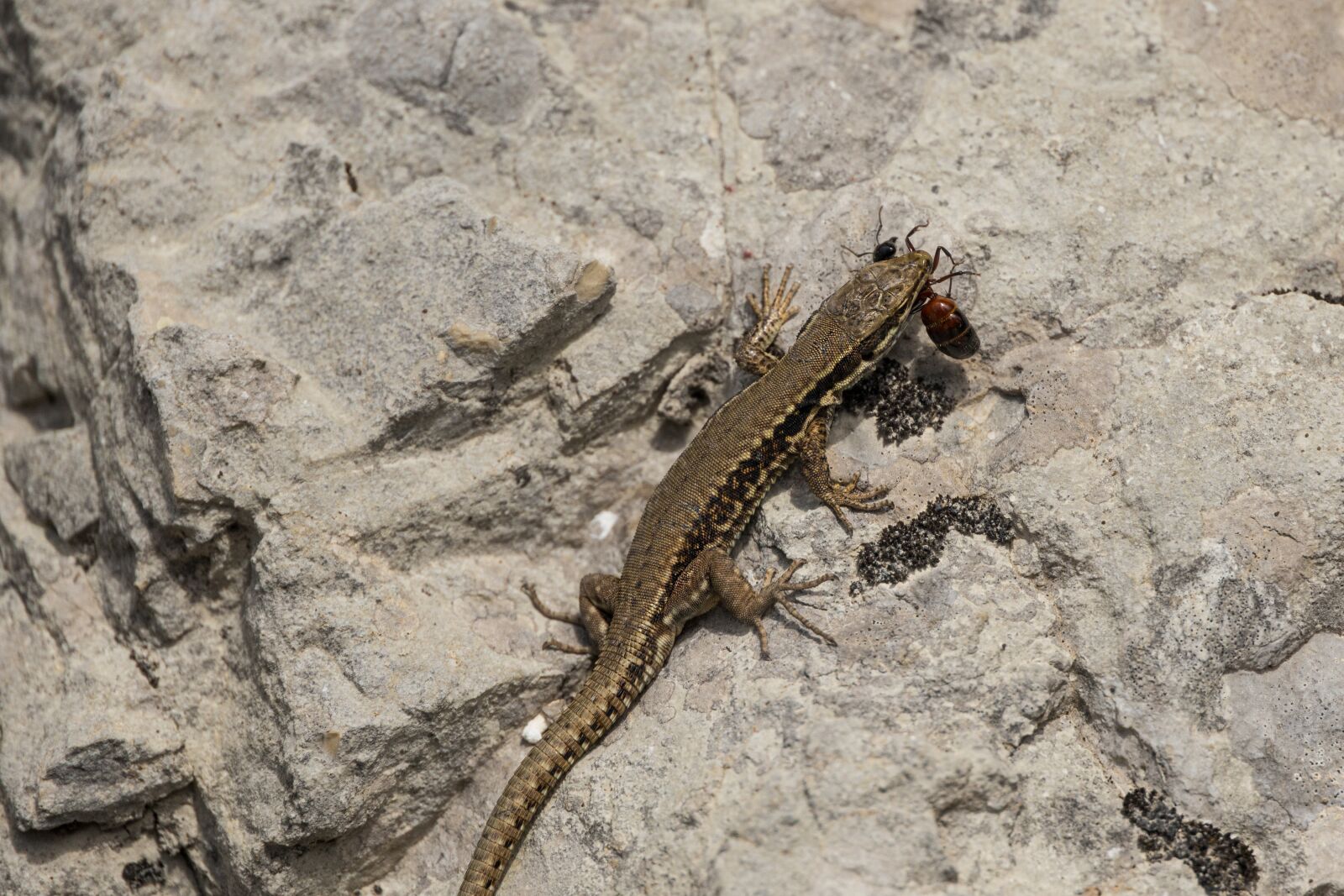Canon EOS R sample photo. Lizard, prey, predator photography
