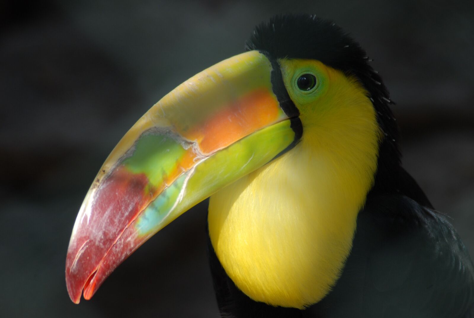 Nikon D200 sample photo. Tucan, ave, nature photography