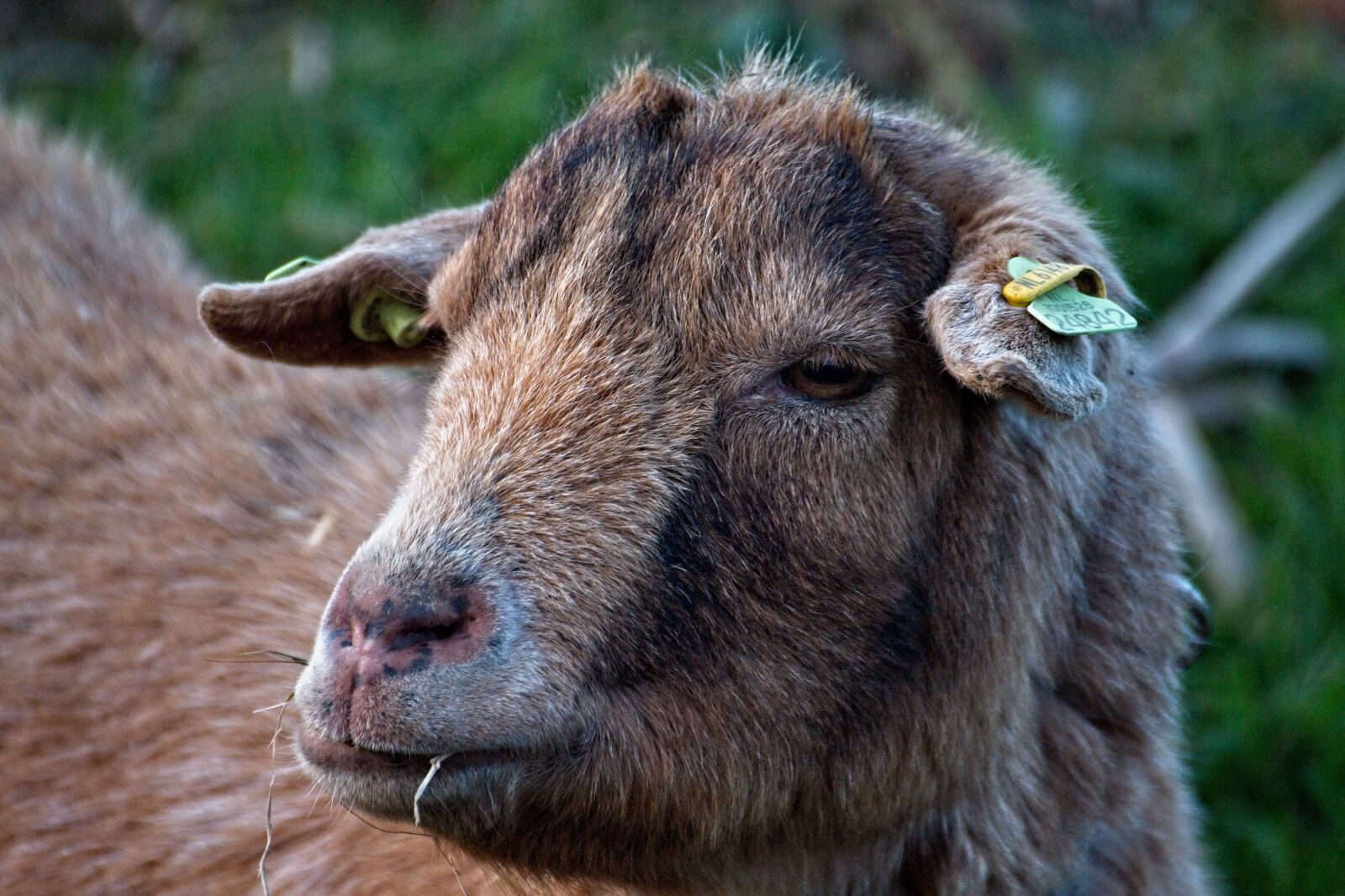 Canon EOS 70D sample photo. Sheep, wool, cattle photography