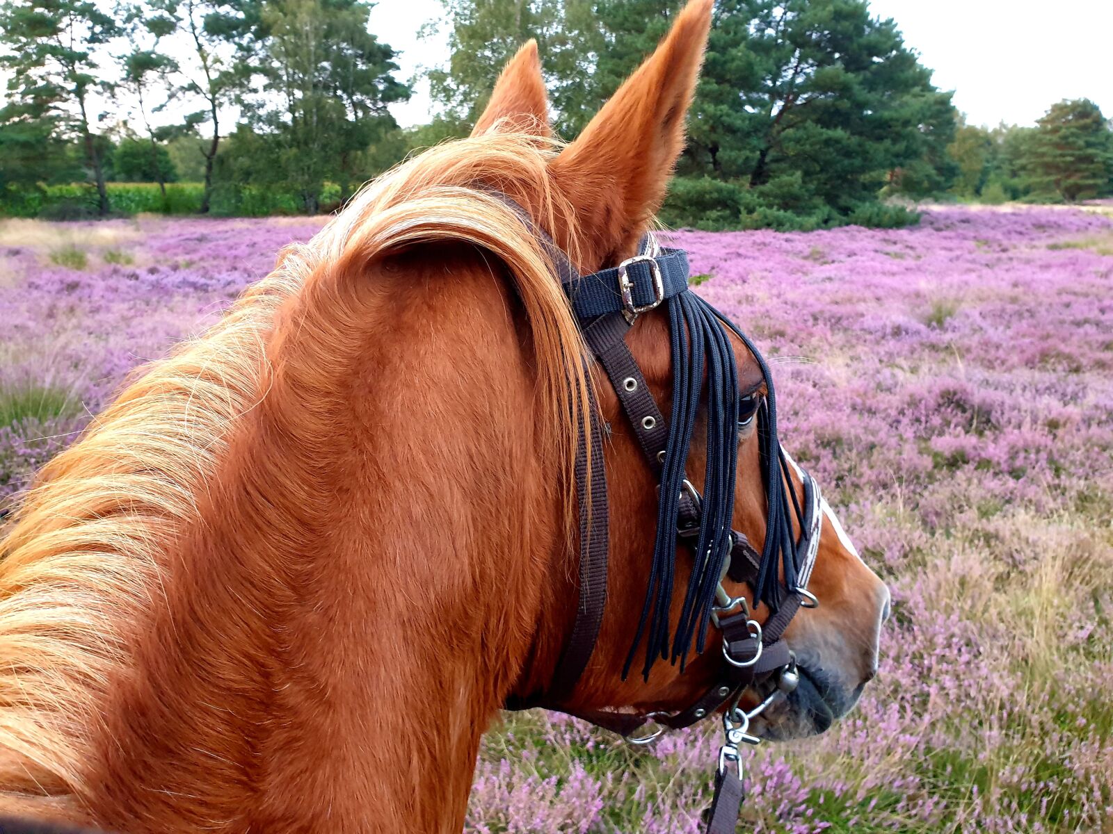 Samsung Galaxy S9 sample photo. Horse, l neburg heath photography