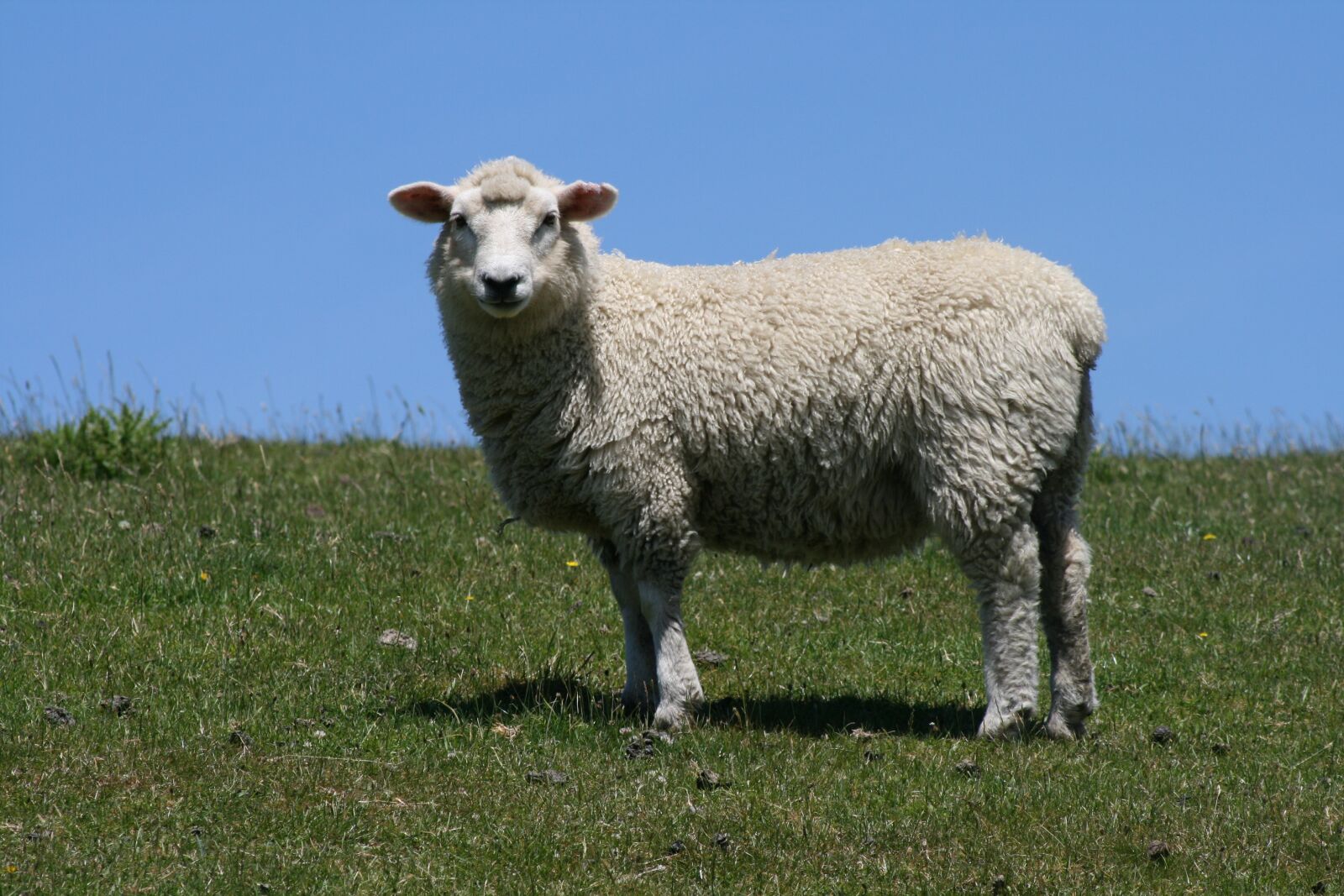 Canon EOS 400D (EOS Digital Rebel XTi / EOS Kiss Digital X) sample photo. Sheep, blue sky, green photography