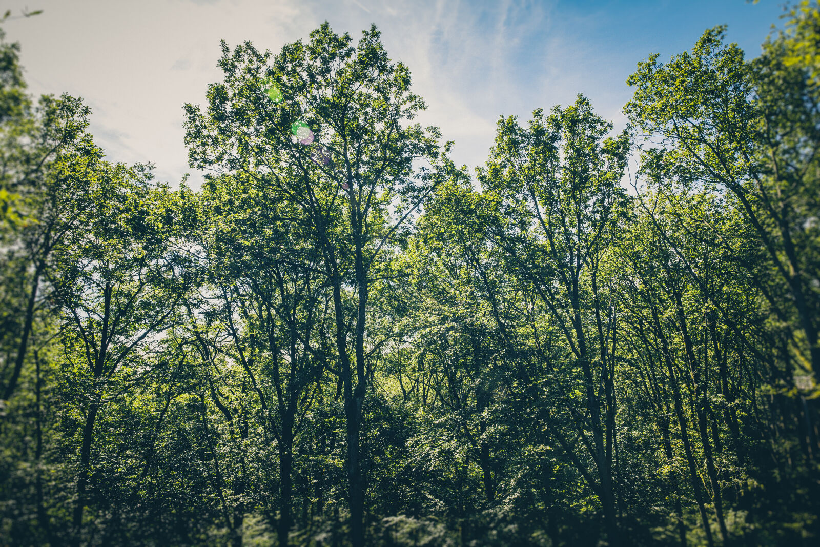 Canon EF 24-70mm F2.8L II USM sample photo. Wood, dawn, landscape, nature photography