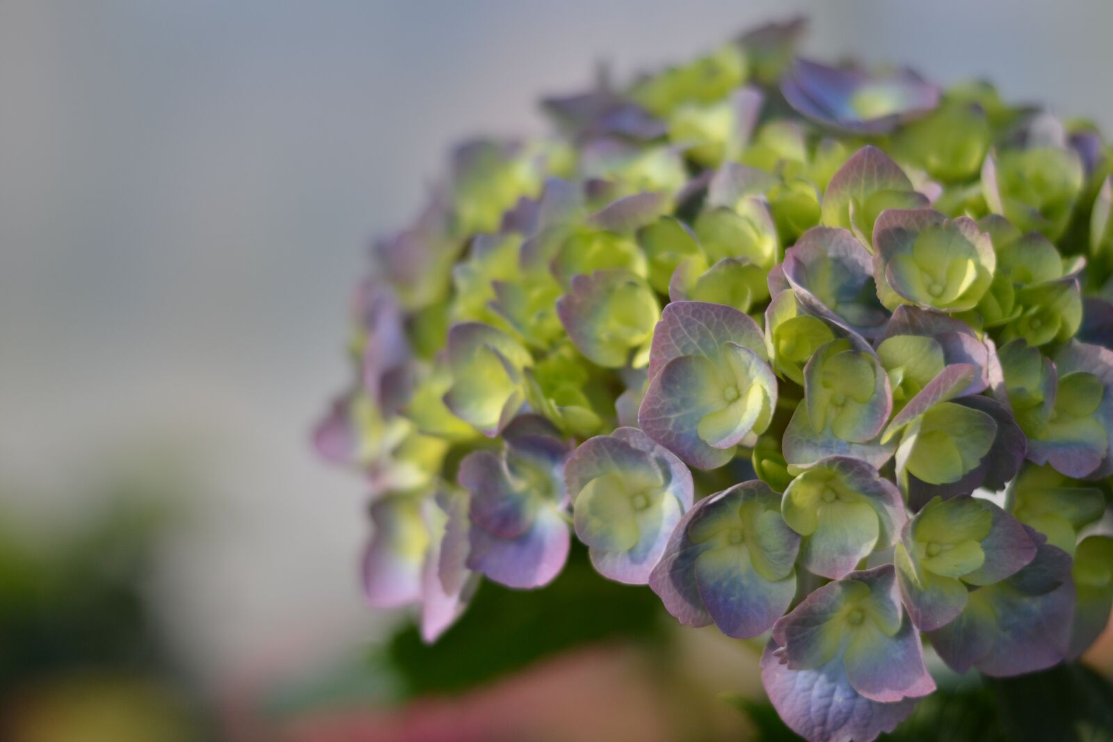 Nikon D3100 sample photo. Hydrangea, plant, nature photography