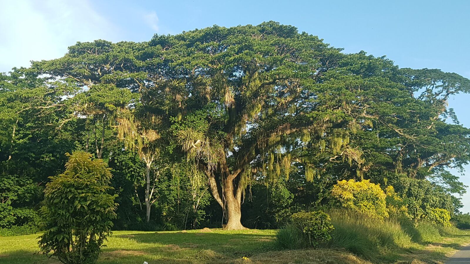 Samsung Galaxy S7 Edge sample photo. Caribbean, tree, green photography