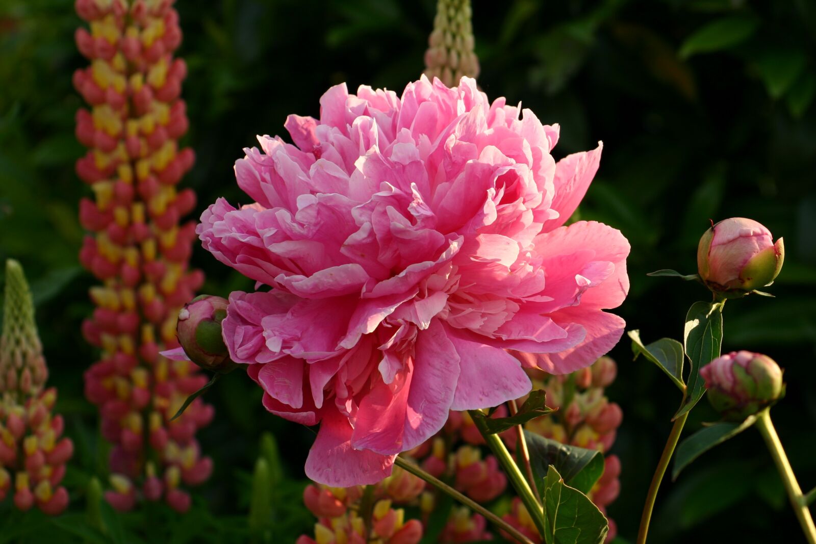Canon EOS 300D (EOS Digital Rebel / EOS Kiss Digital) sample photo. Peony, blossom, bloom photography