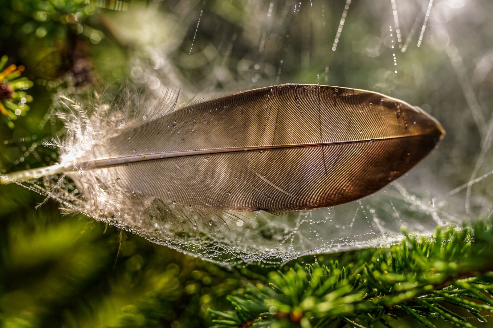 Sony ILCA-77M2 + 35mm F1.4 sample photo. Bird feather, feather, dew photography