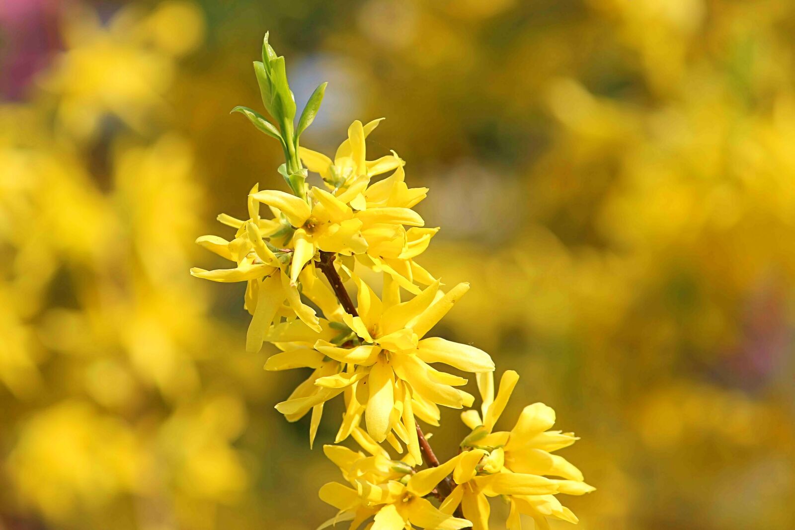 Canon EOS 600D (Rebel EOS T3i / EOS Kiss X5) sample photo. Flowers, bush, yellow photography