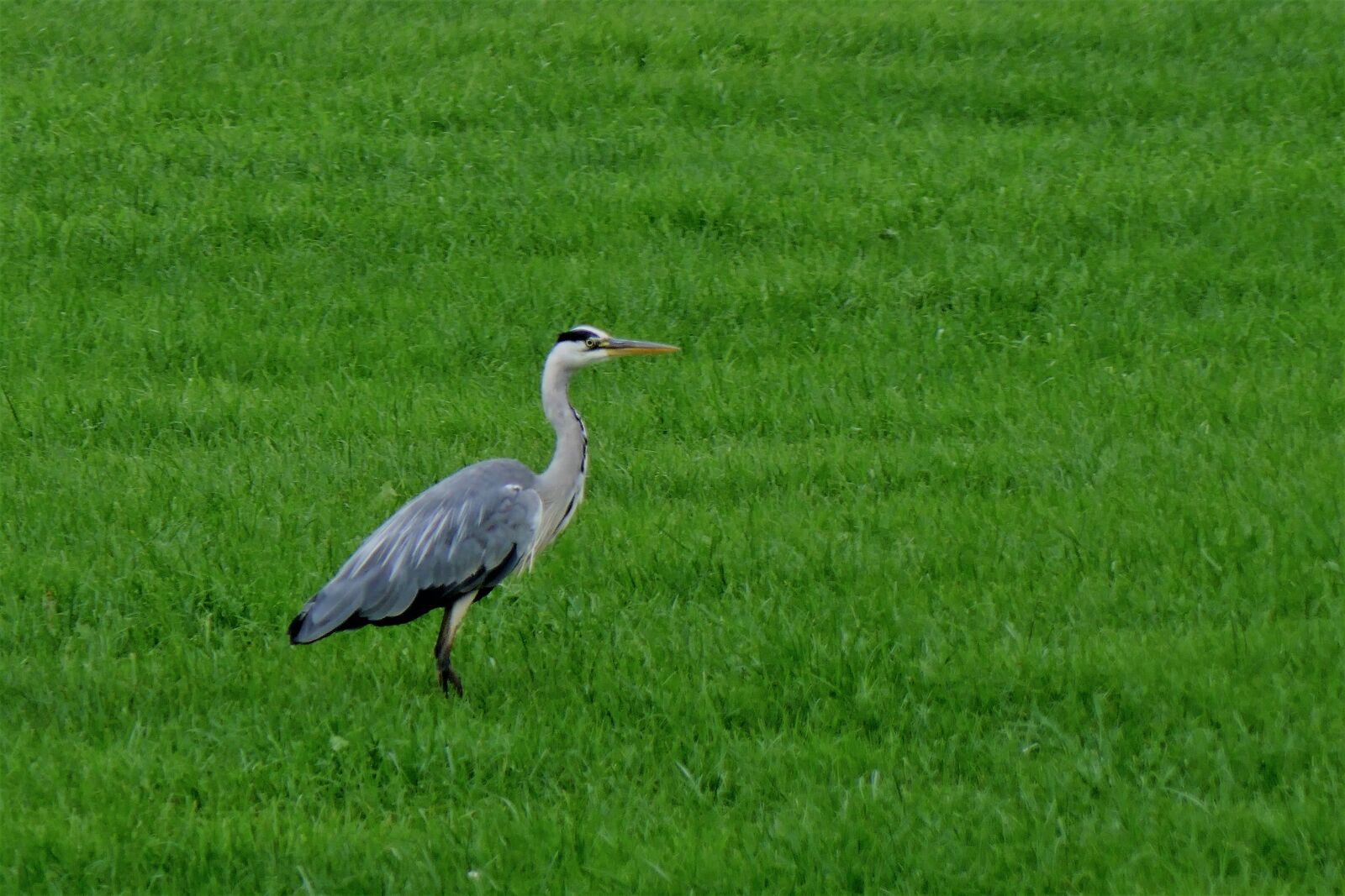 Panasonic DMC-TZ101 sample photo. Bird, heron, nature photography